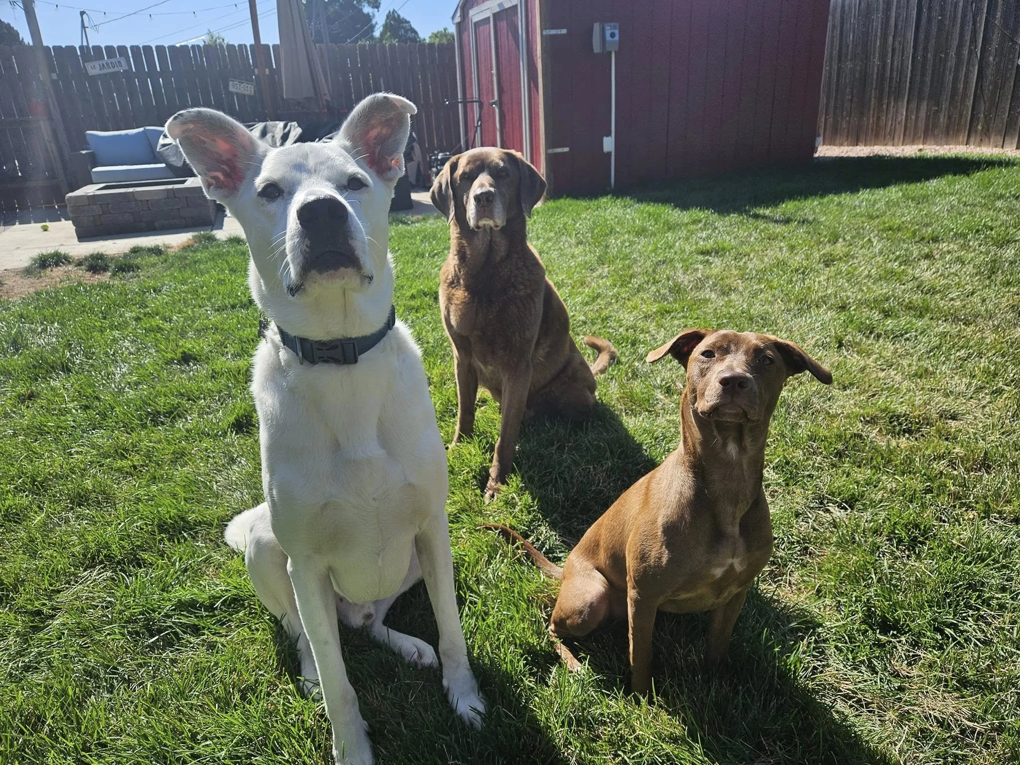 Four dogs sitting on green grass in a backyard on a sunny day.