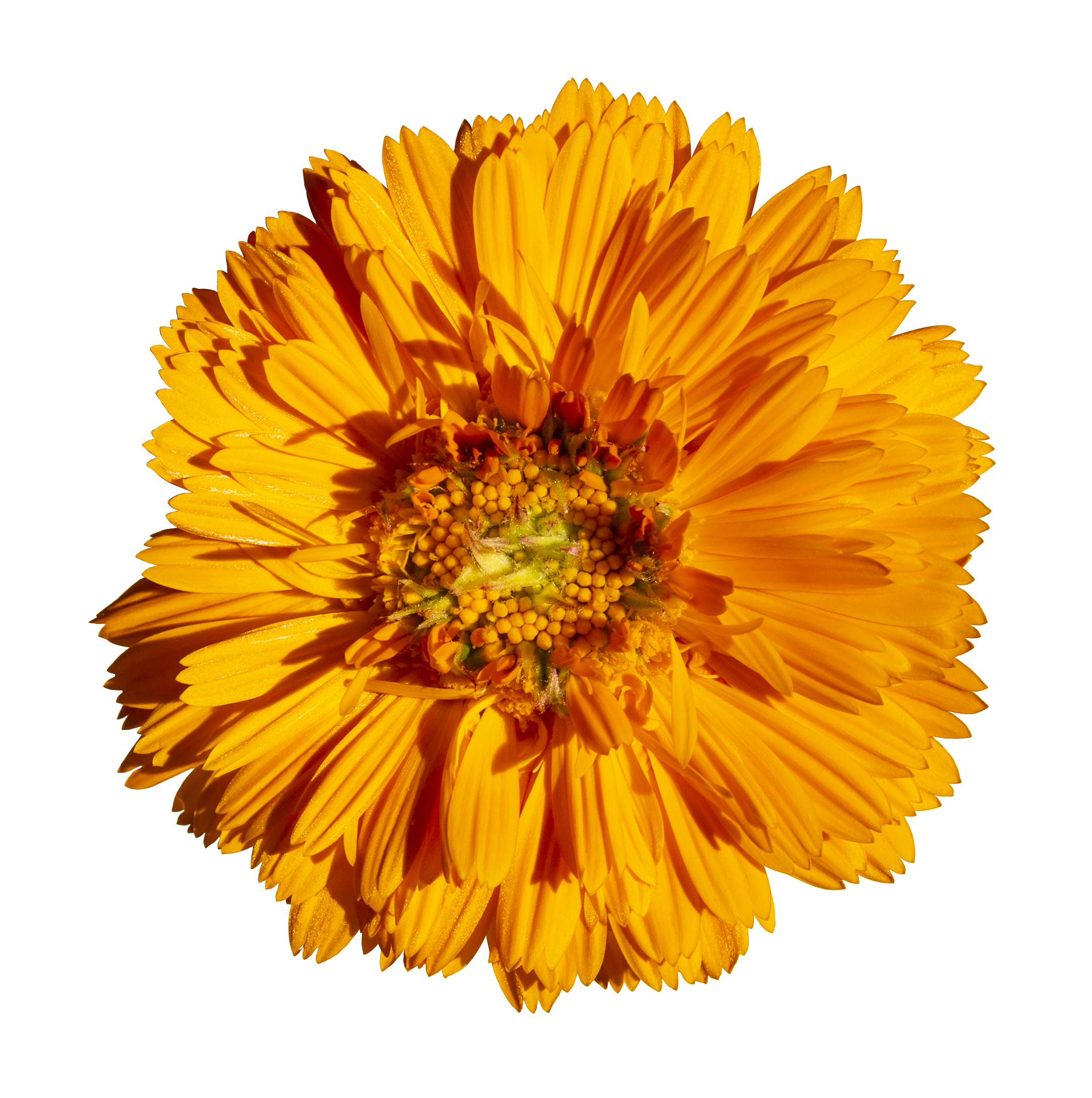 Close-up of a bright yellow-orange flower with layered petals, reflecting on a shiny surface.