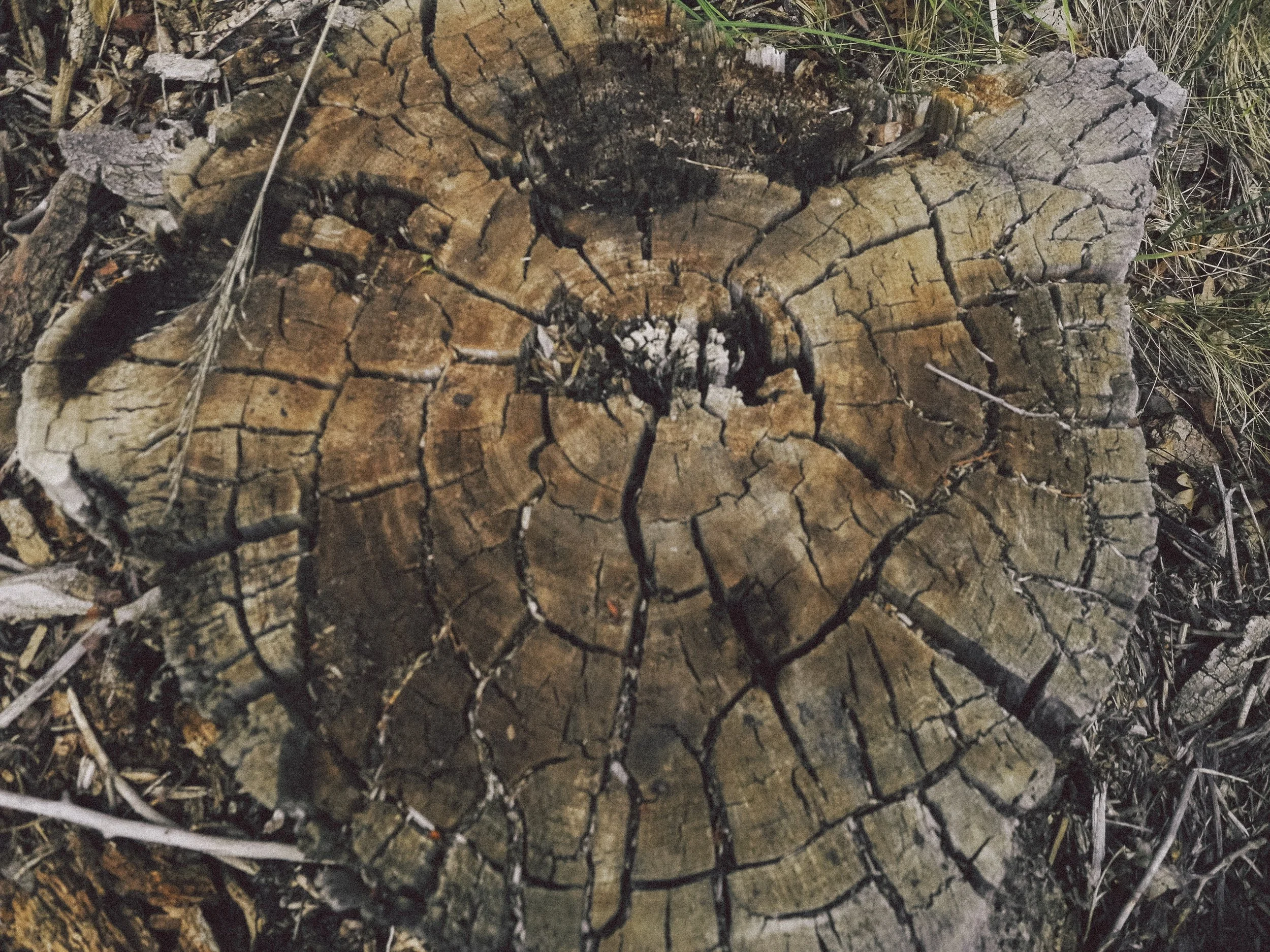Close-up of a fallen tree trunk with cracked, rough bark and concentric growth rings, surrounded by grass and small twigs.
