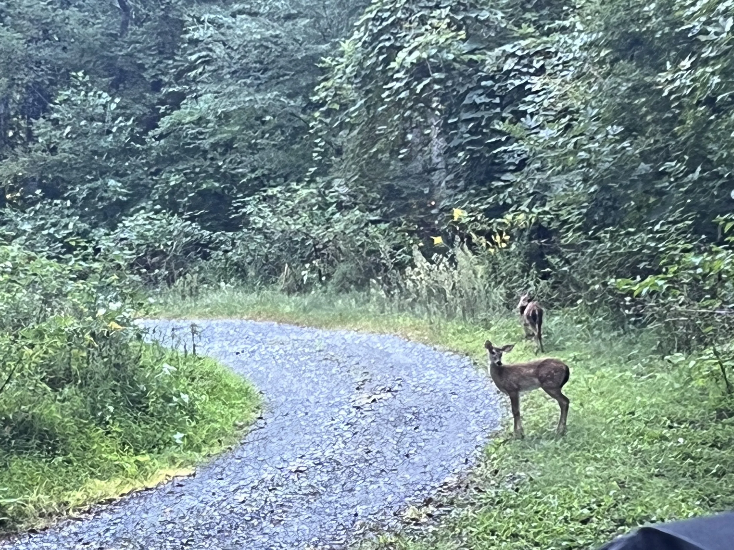 Shenandoah, VA: A deer standing on a grassy patch next to a gravel path in a wooded area, with dense green foliage and trees in the background.