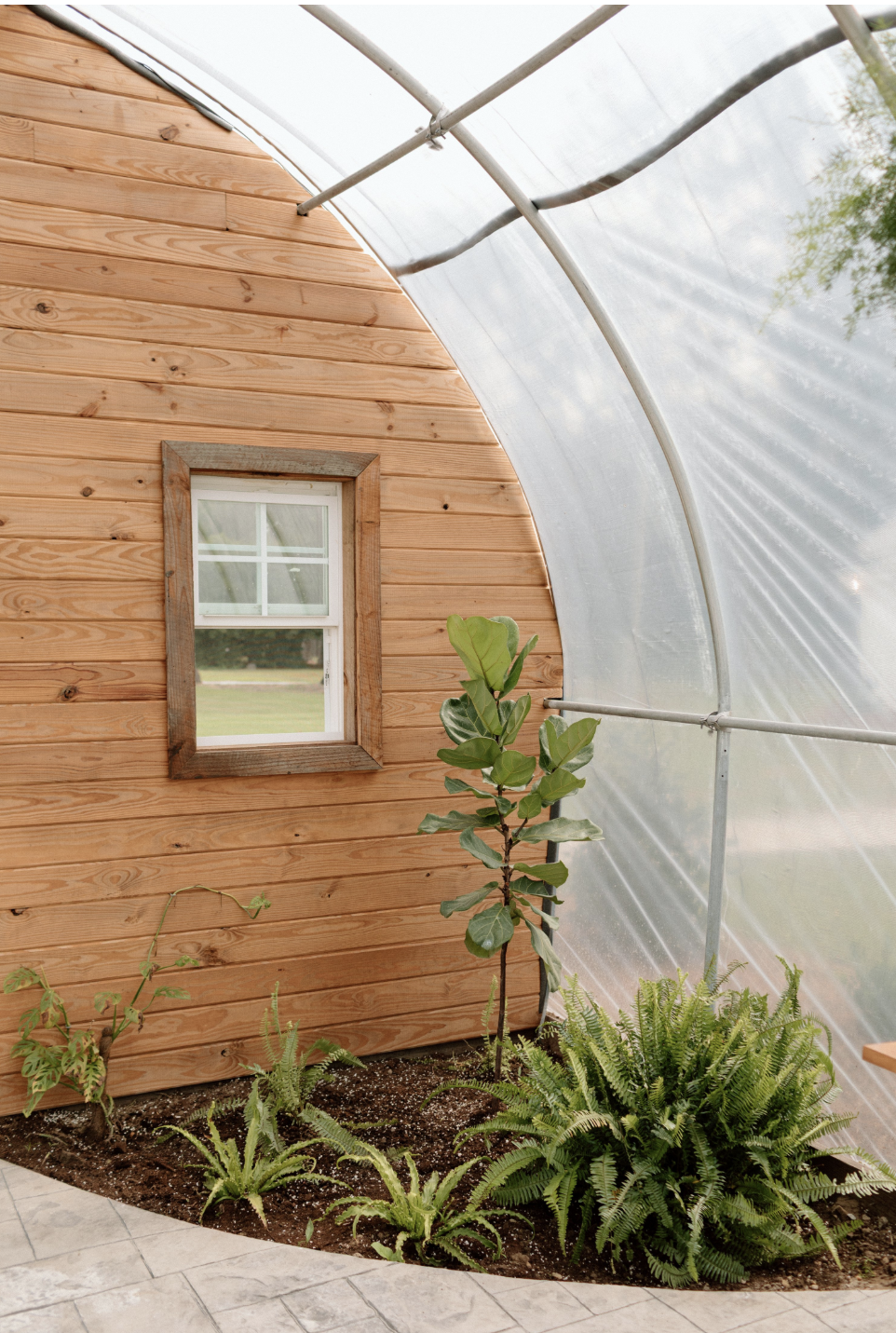 Interior of a greenhouse with a curved, transparent plastic roof and a wooden wall with a small window. Inside, there is a variety of green plants, including a tall fiddle-leaf fig and several ferns, planted in soil along the base of the wooden wall.