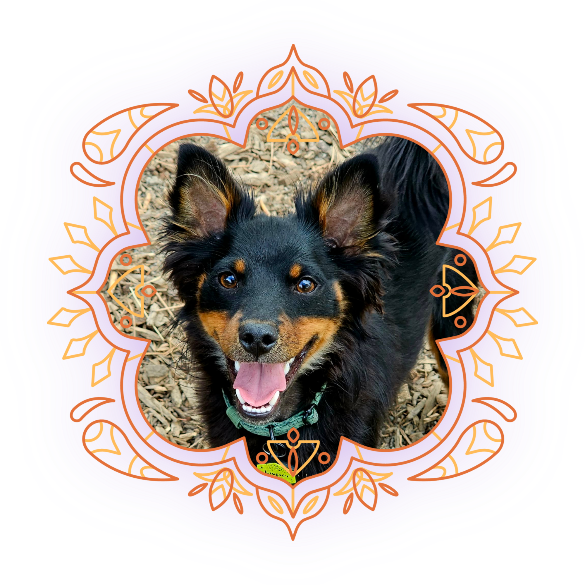 A photo of a black and tan dog, likely a Rottweiler, in an outdoor setting with wood chips on the ground, framed by colorful and decorative mandala-style digital artwork.