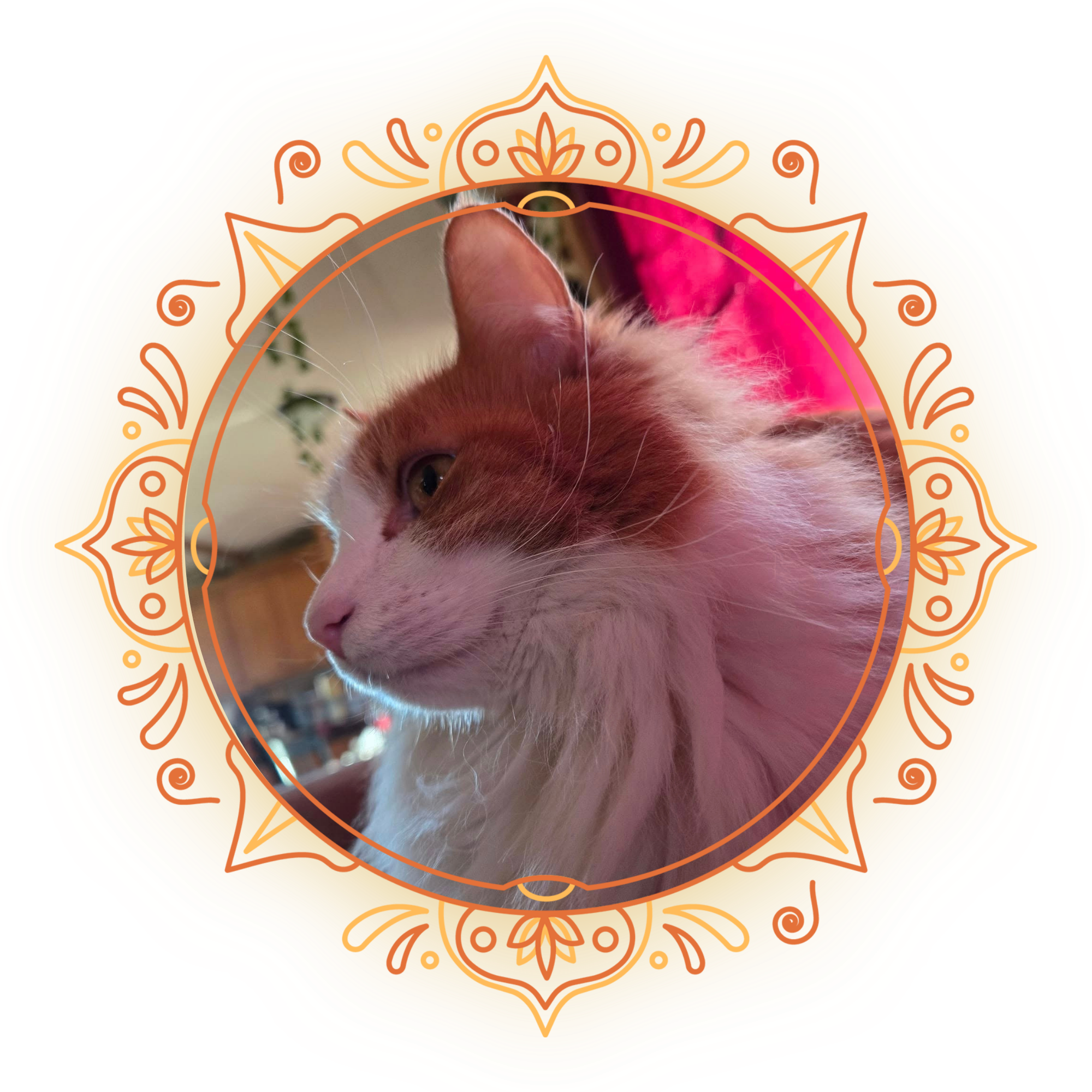 Close-up of a cat's face, showing its ears, eyes, and pink nose, with a decorative mandala overlay around the image.