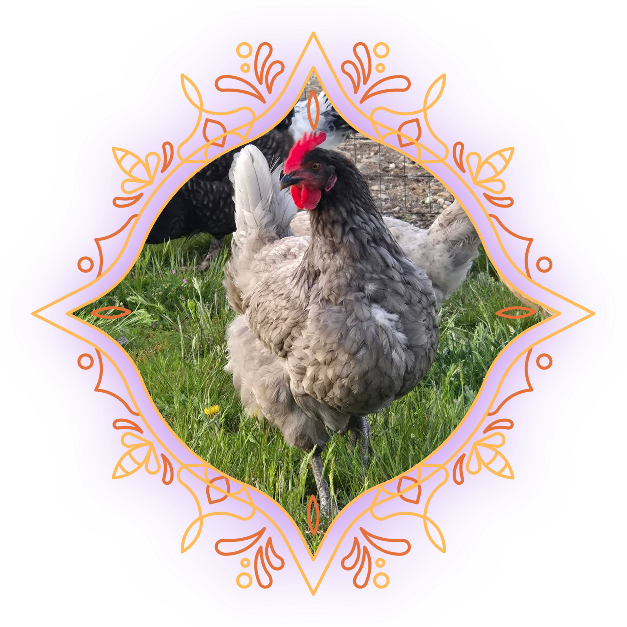 Photo of three chickens outdoors on grass, with a wire fence and rocky ground in the background, decorated with a colorful, ornate border.