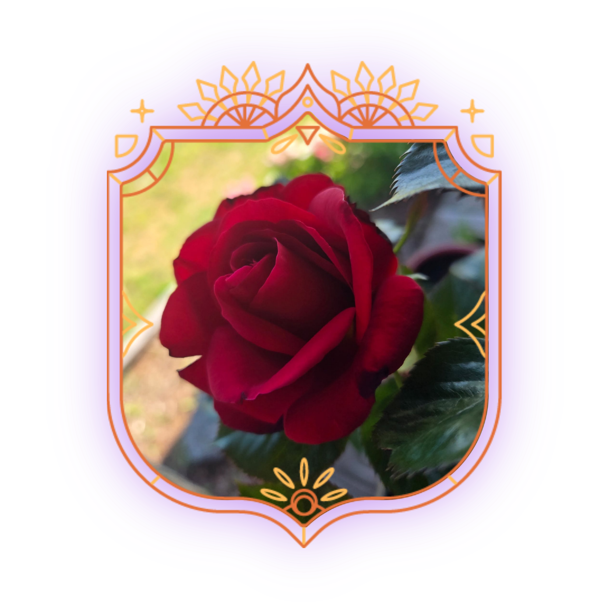 Colorful decorative border with floral and geometric patterns surrounding a photo of a vibrant red rose and a bird on a branch.
