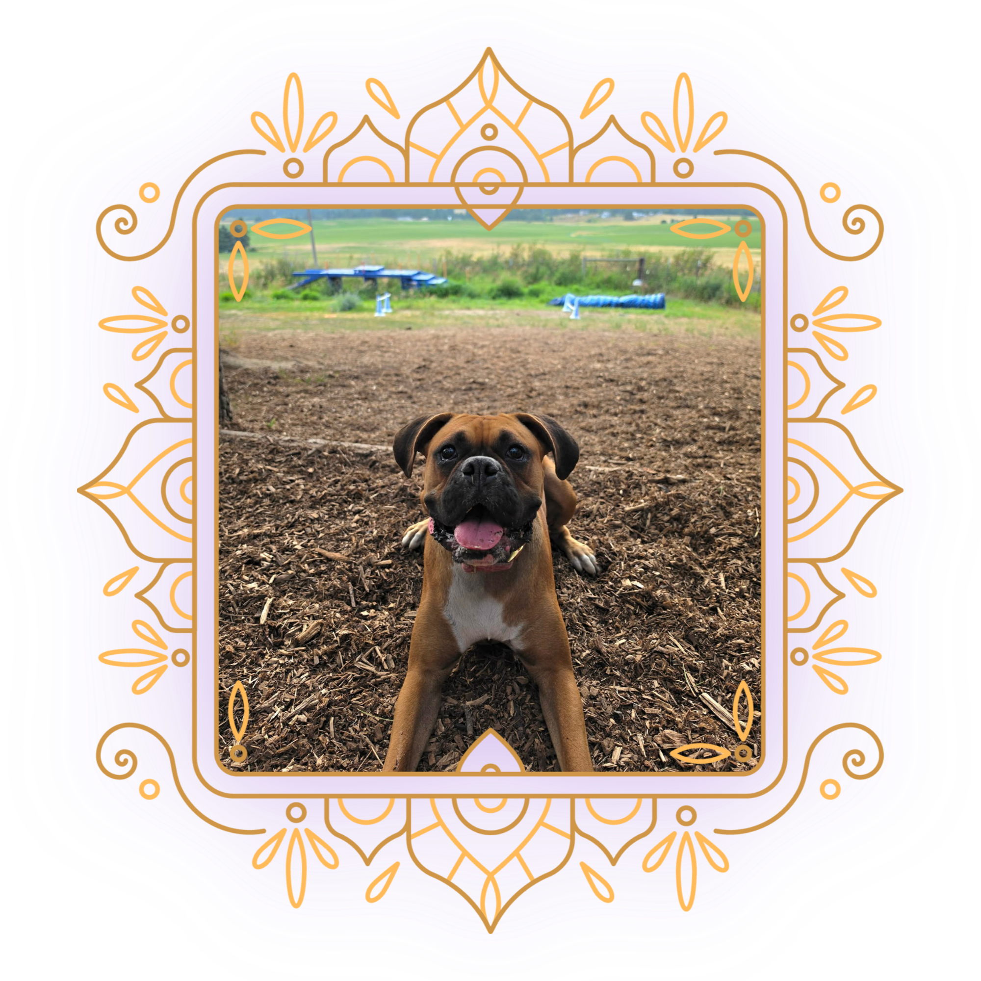 A brown puppy dog with a slightly open mouth lying on the ground in front of a decorative purple and gold frame, overlooking a rural landscape with fields, picnic tables, and a hose in the background.