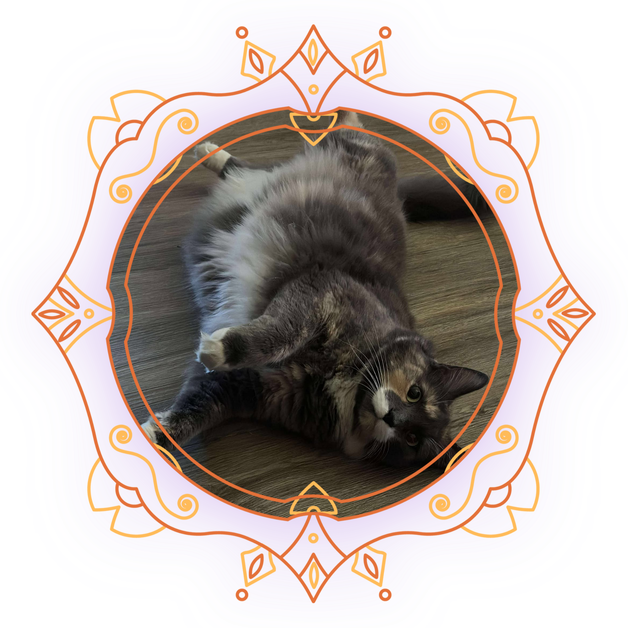 A photograph of a gray and white cat lying on a wooden floor, with a digitally crafted decorative overlay featuring flowing lines and diamond shapes in shades of purple, pink, and orange surrounding the cat.