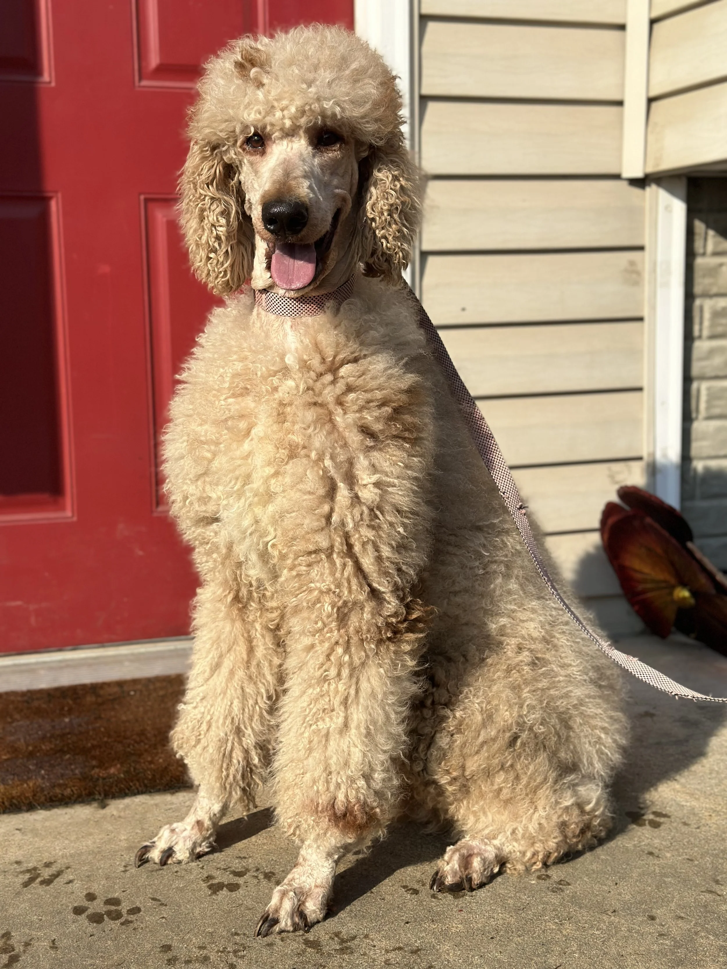 We partner with a reputable breeder for our stud program. All studs are health checked.