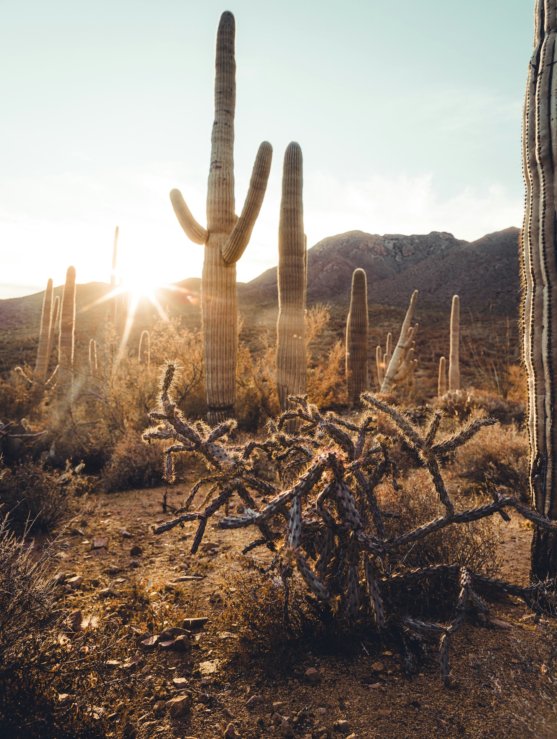 Desert landscape with tall saguaro cacti, dry bushes, and mountains in the background, illuminated by sunlight.