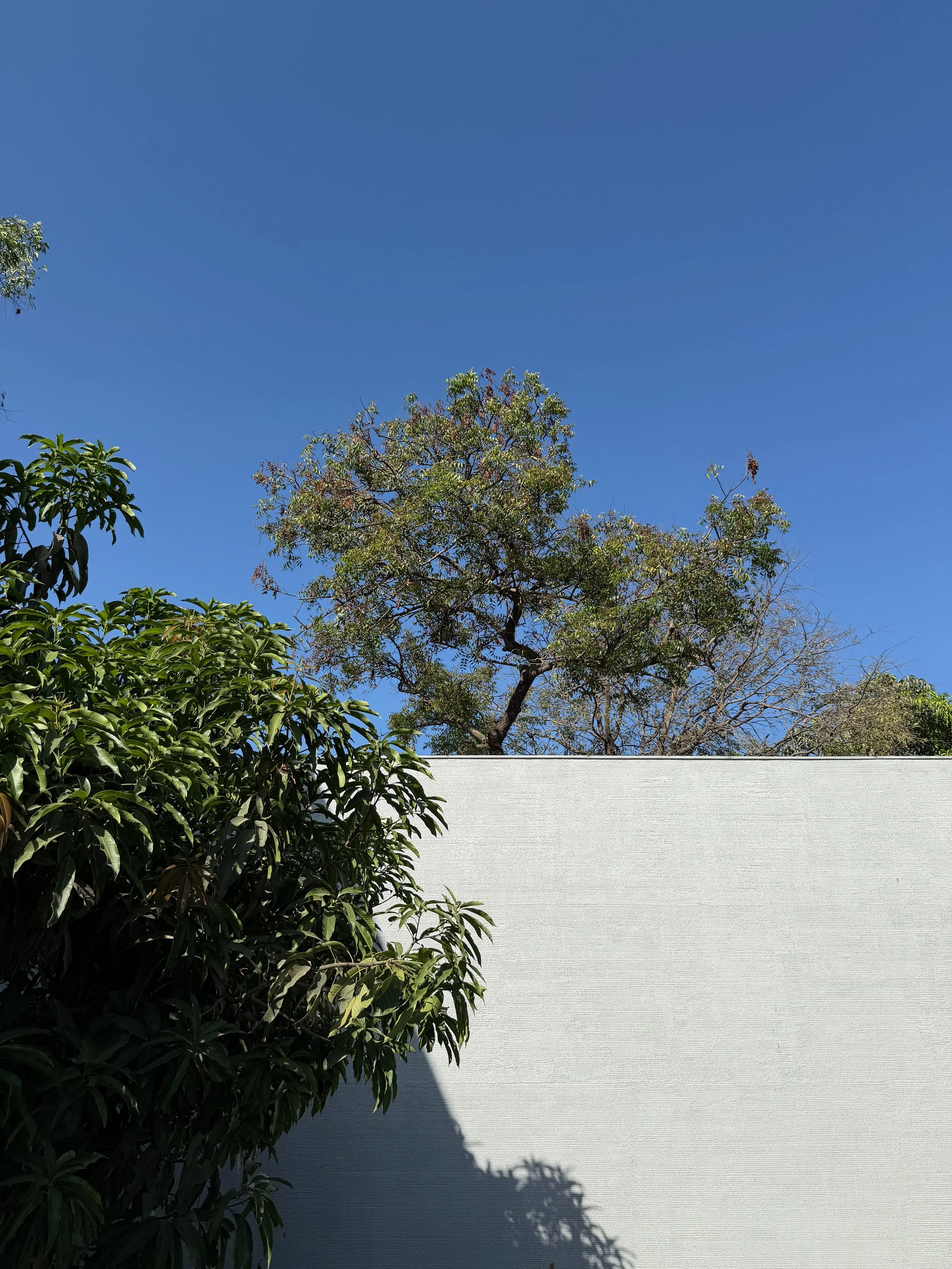 IMG_0901.jpeg