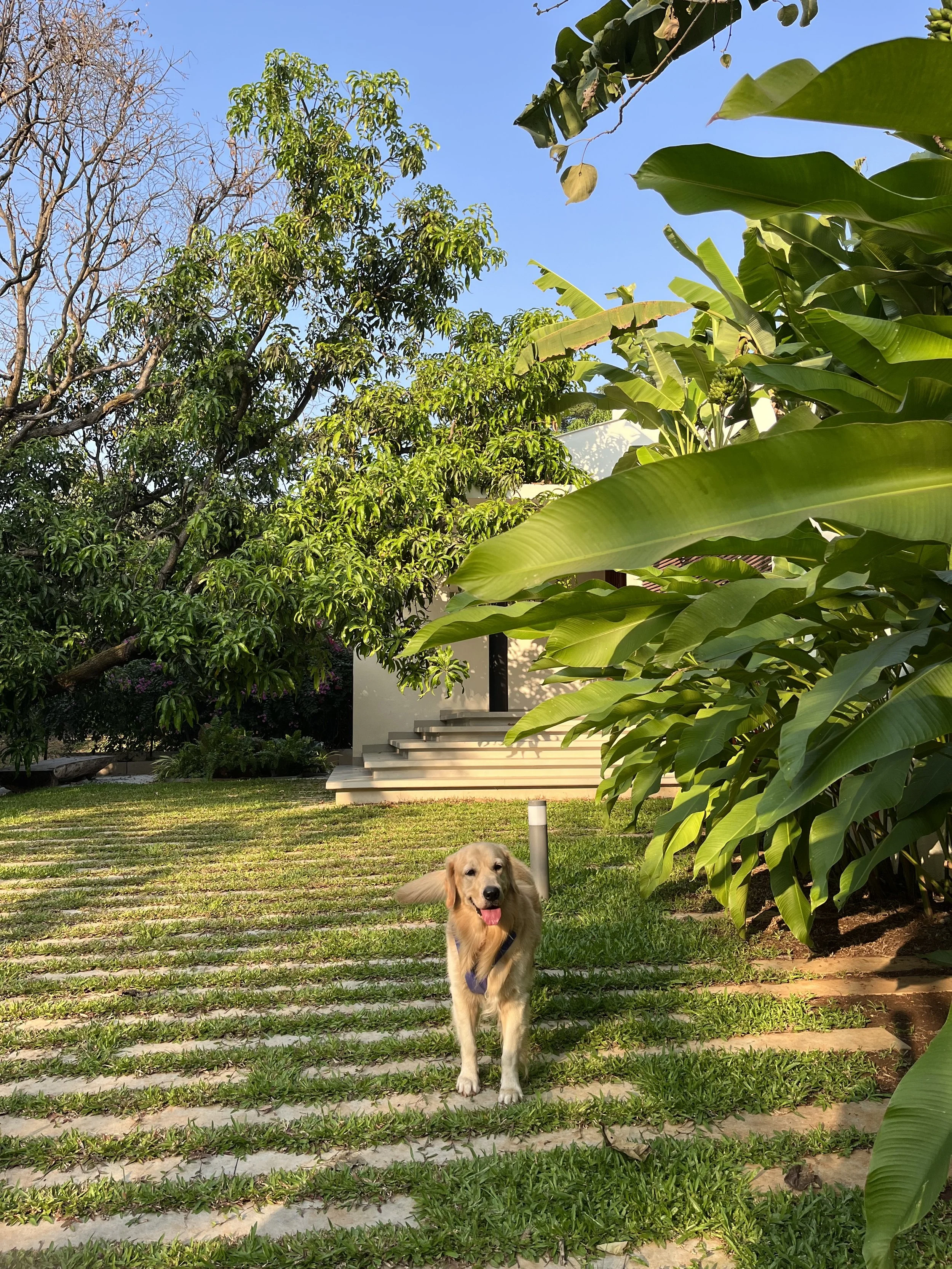 Golden retriever on a grassy pathway in a garden surrounded by lush green trees and plants.
