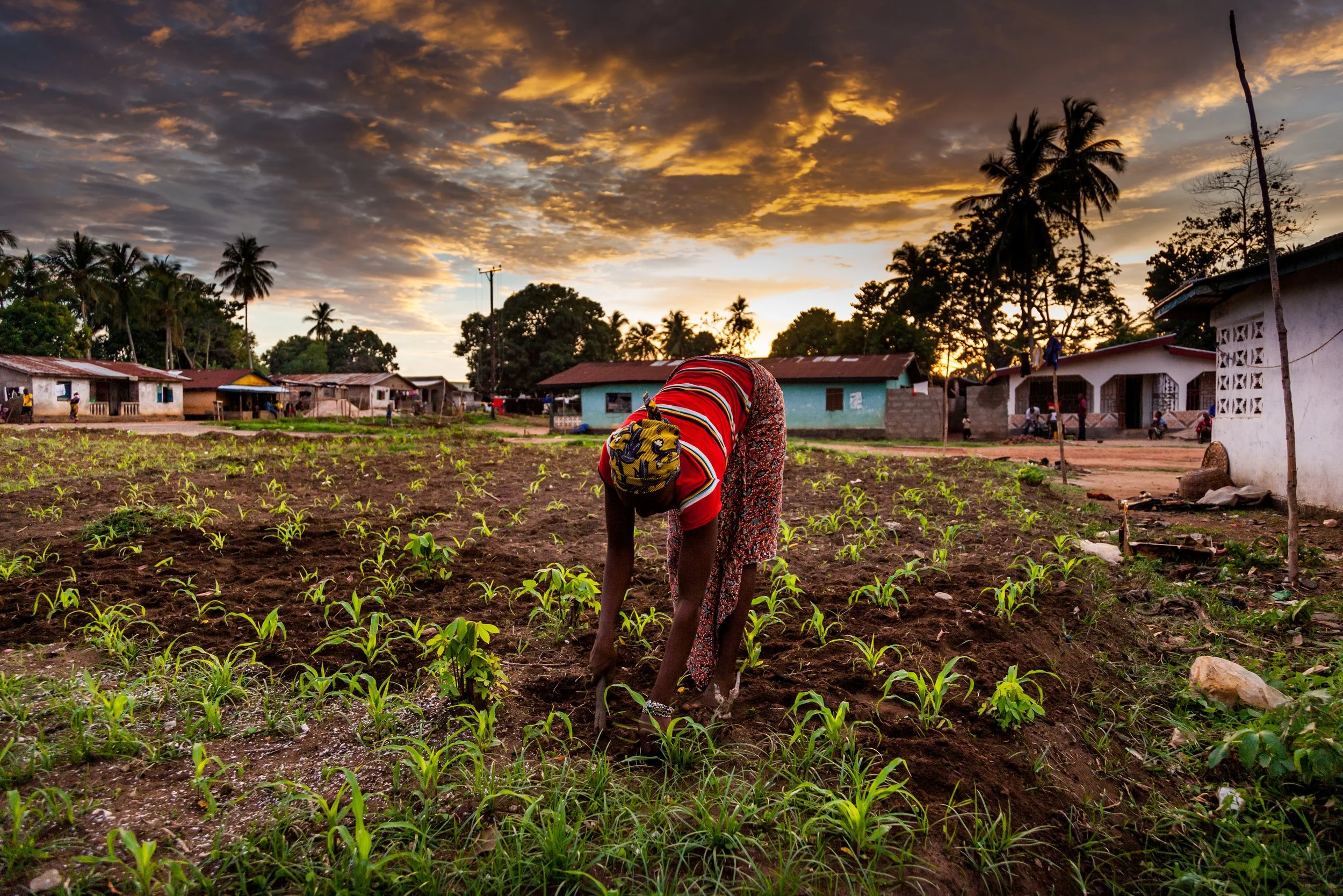 A person wearing colorful clothing working in a small farm or garden with young green plants, under a dramatic sunset sky, with houses and palm trees in the background.