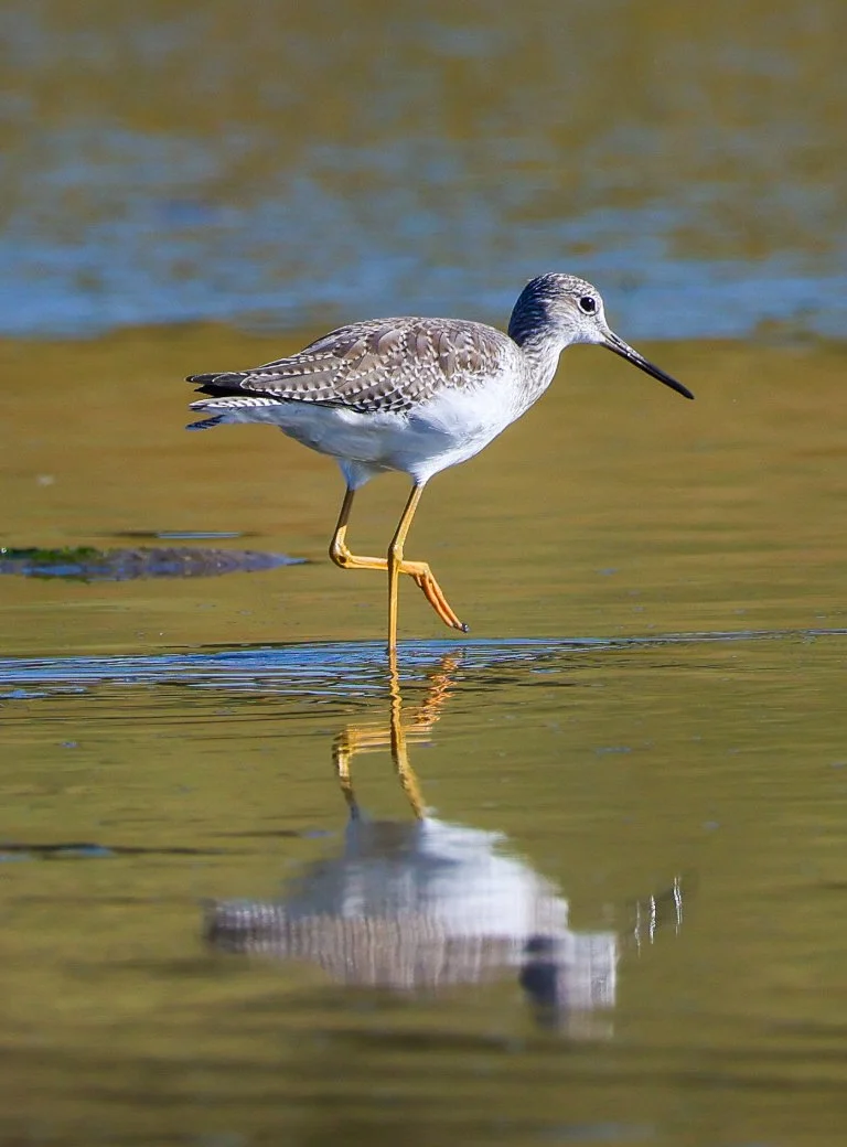 Bird.jpg