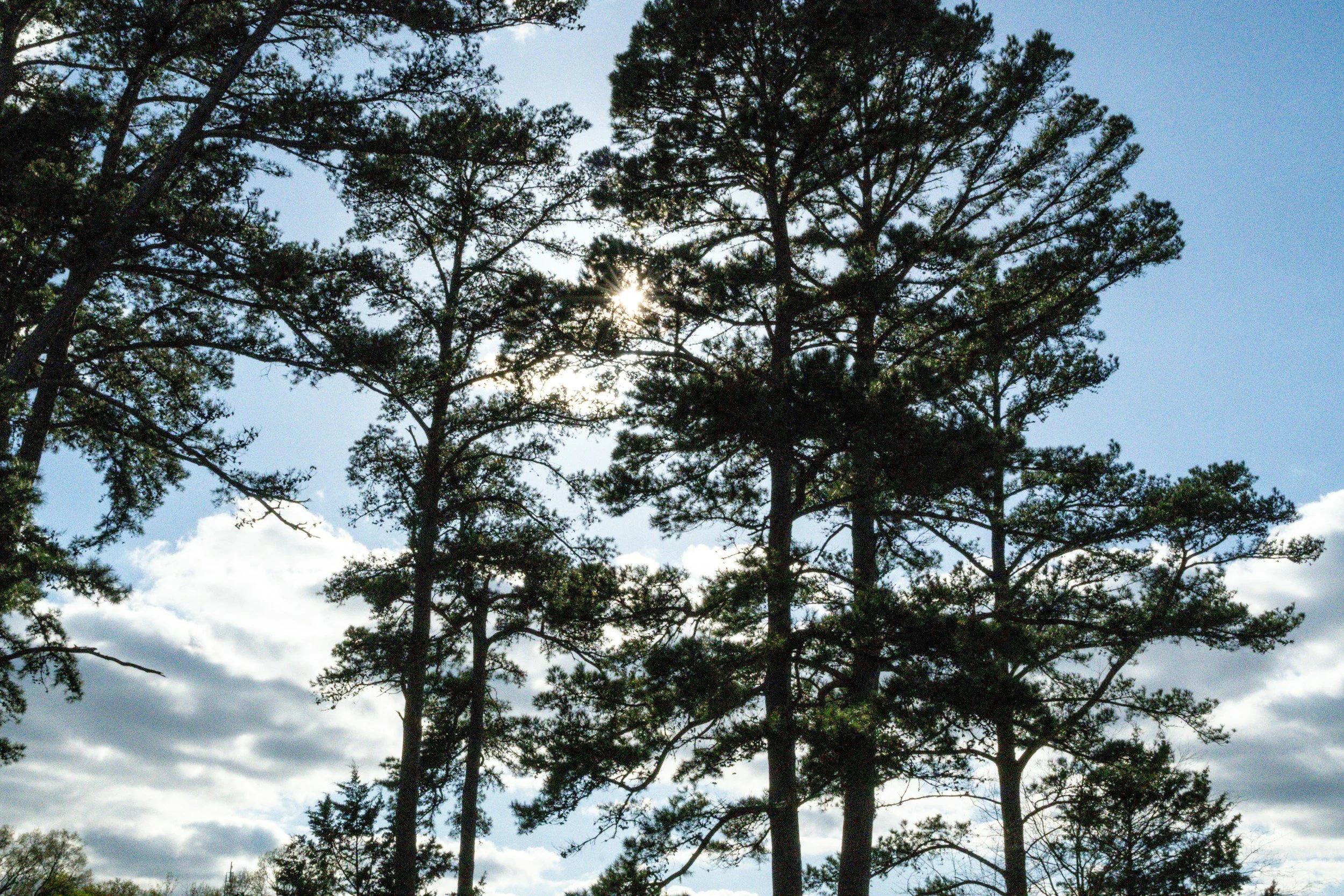 Tall pine trees with sunlight peeking through their branches, set against a partly cloudy sky.