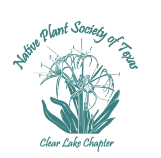 Native Plant Gardening to Attract Birds to Your Yard
