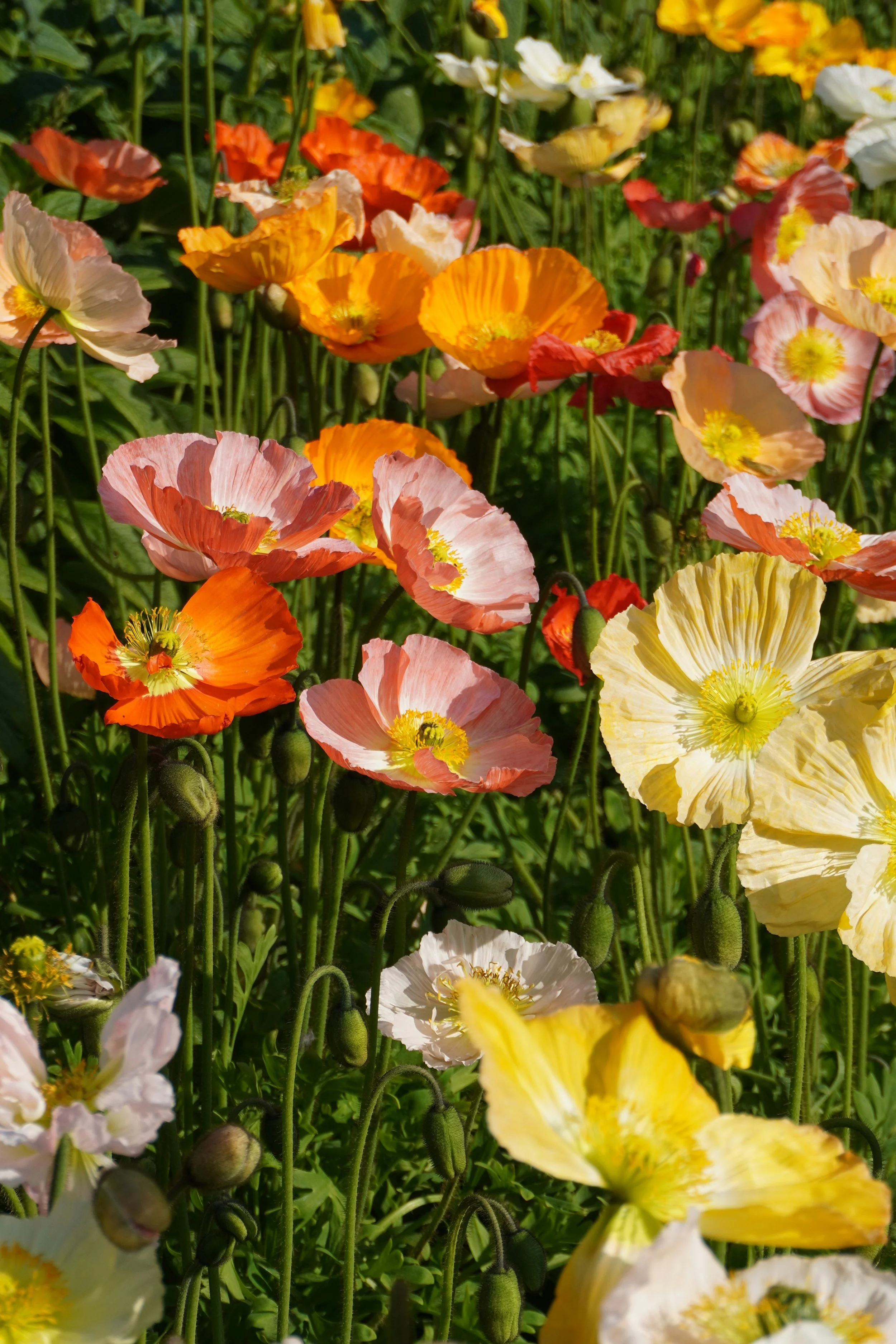Colorful poppies in various shades of pink, orange, white, and yellow blooming in a garden.