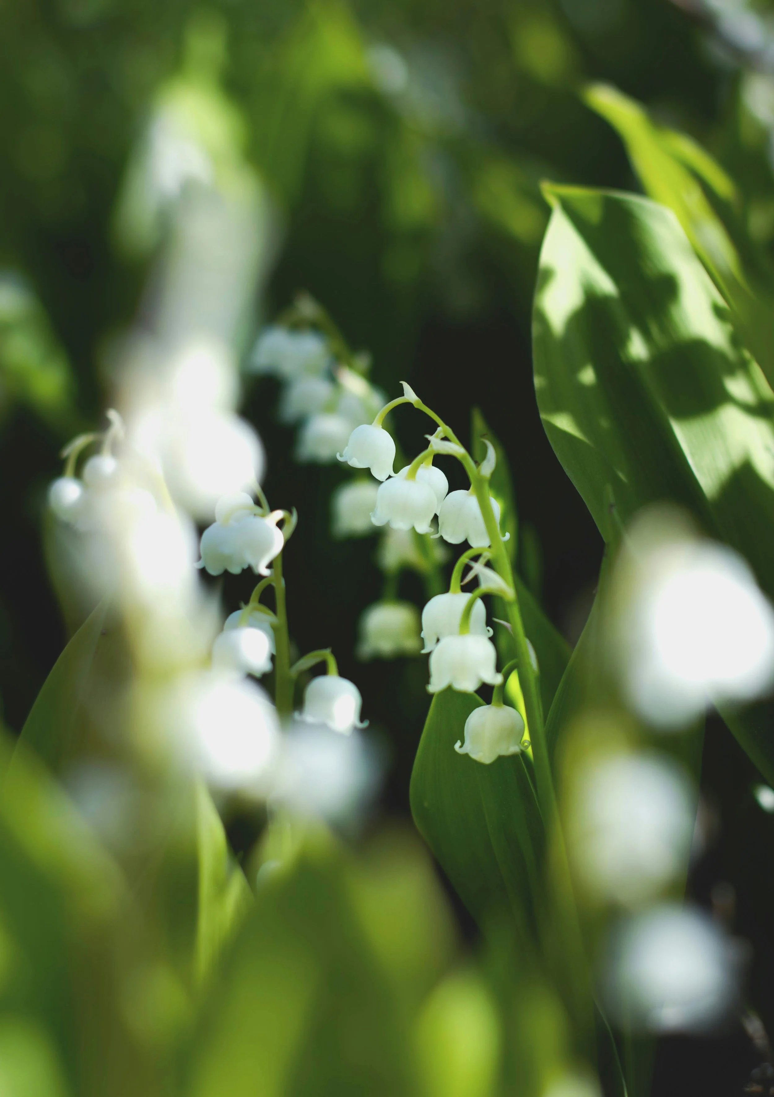 IFS and Springtime: Possibility for Growth