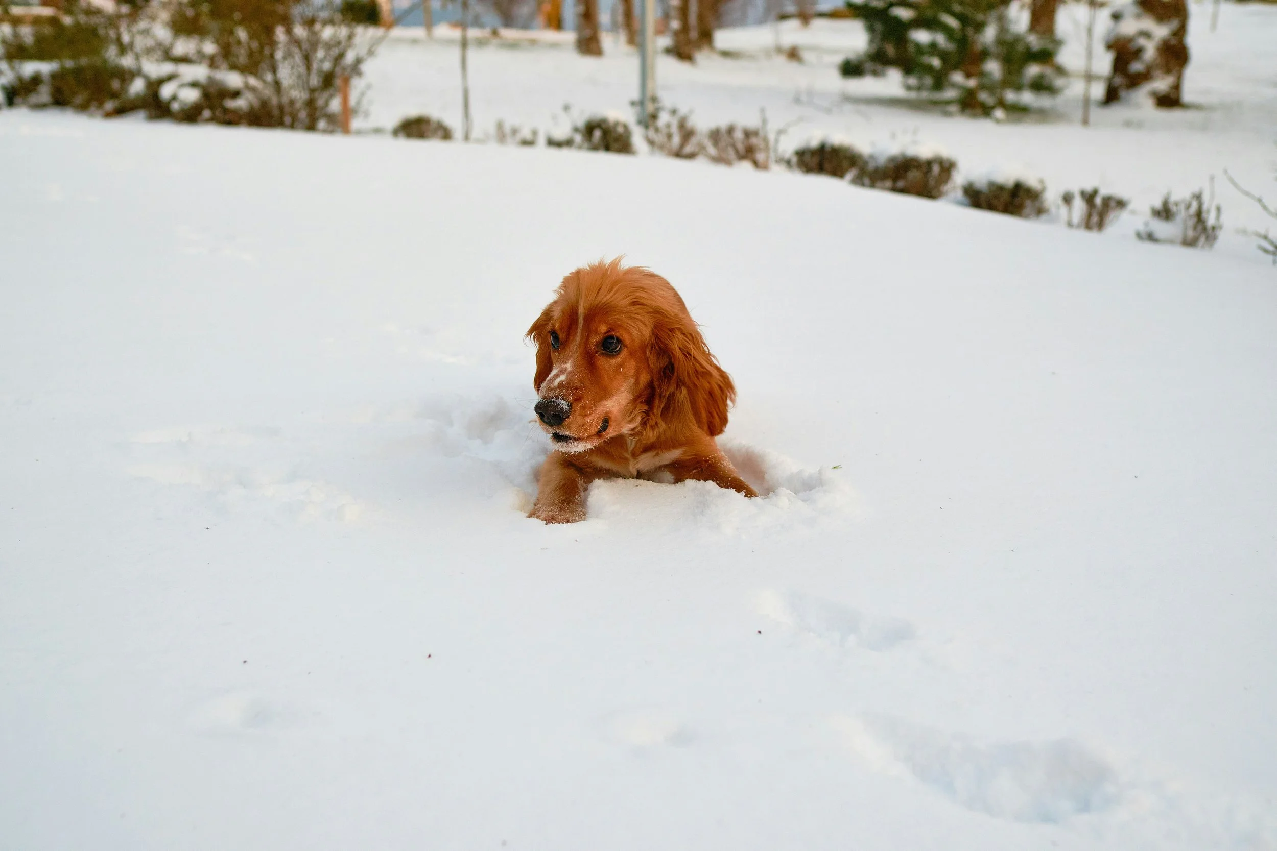 Midwinter Warmth