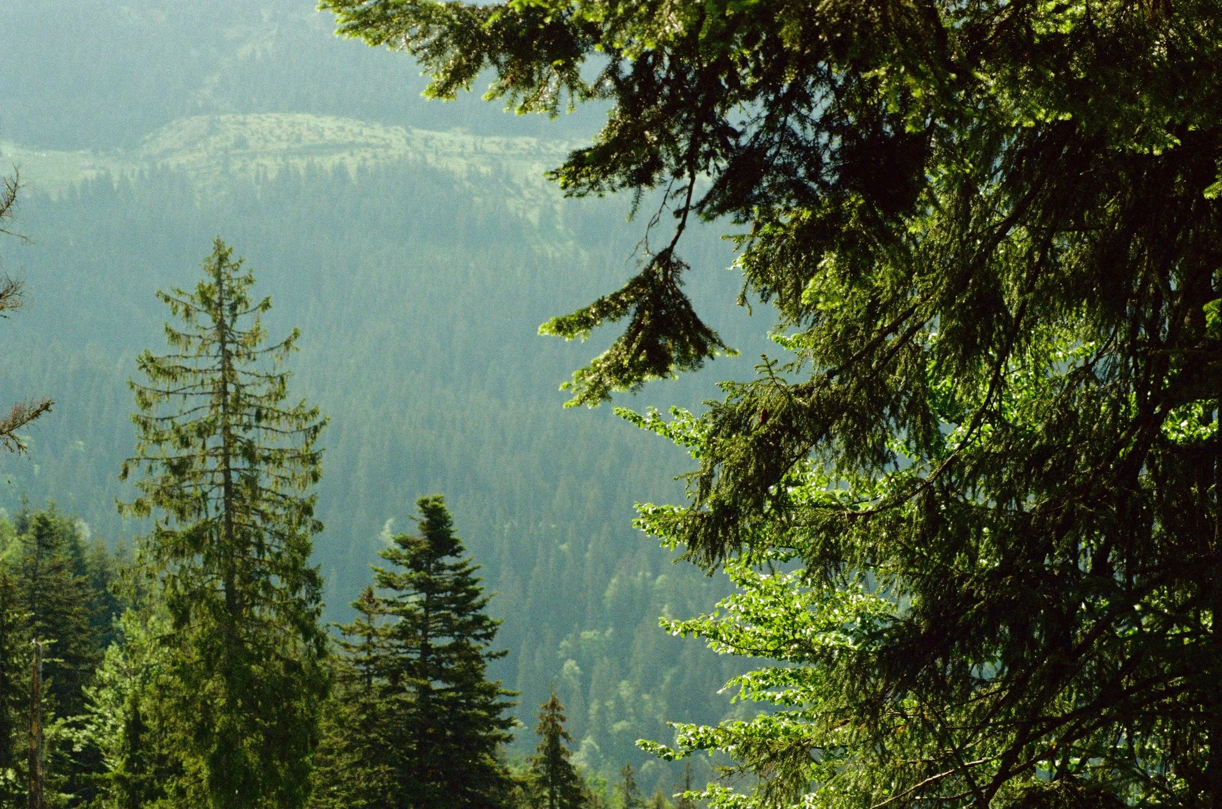 Releasing Our Burdens: A Guide to Healing Individual, Ancestral, and Collective Trauma