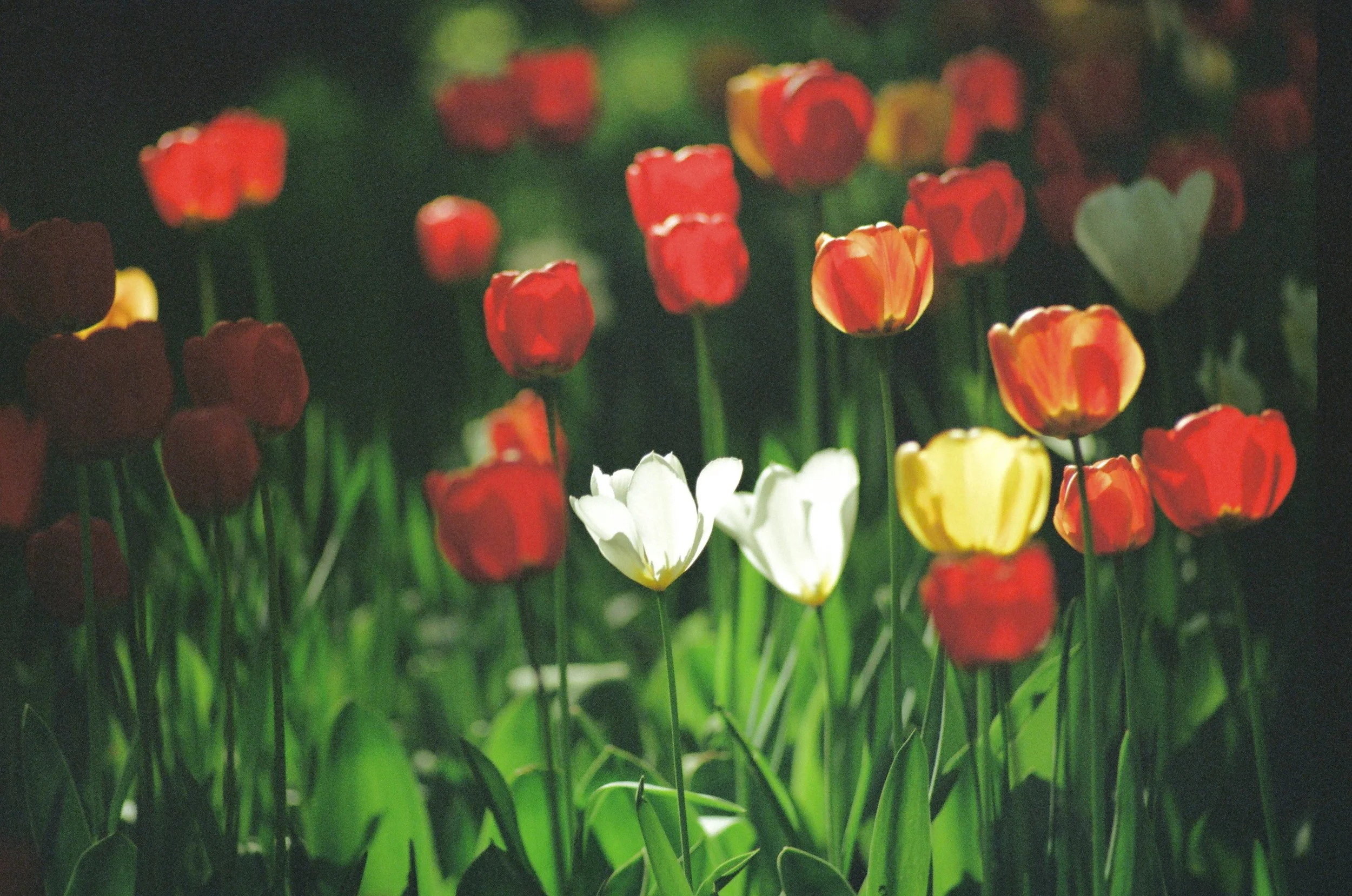 A Reflective Journey into Grief: Entering the Healing Ground Workbook by Francis Weller