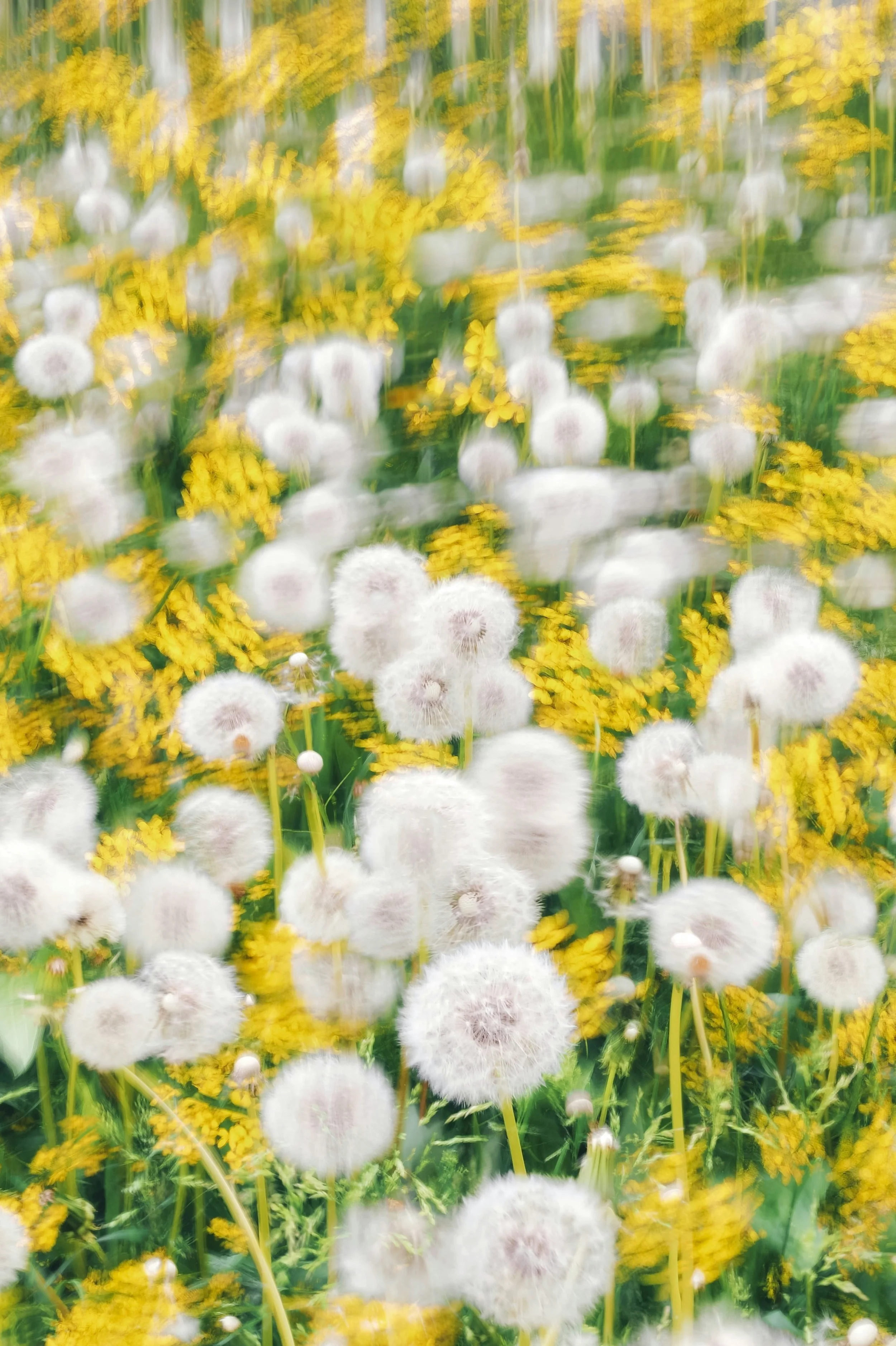 Slowing Down and Reconnecting with Nature