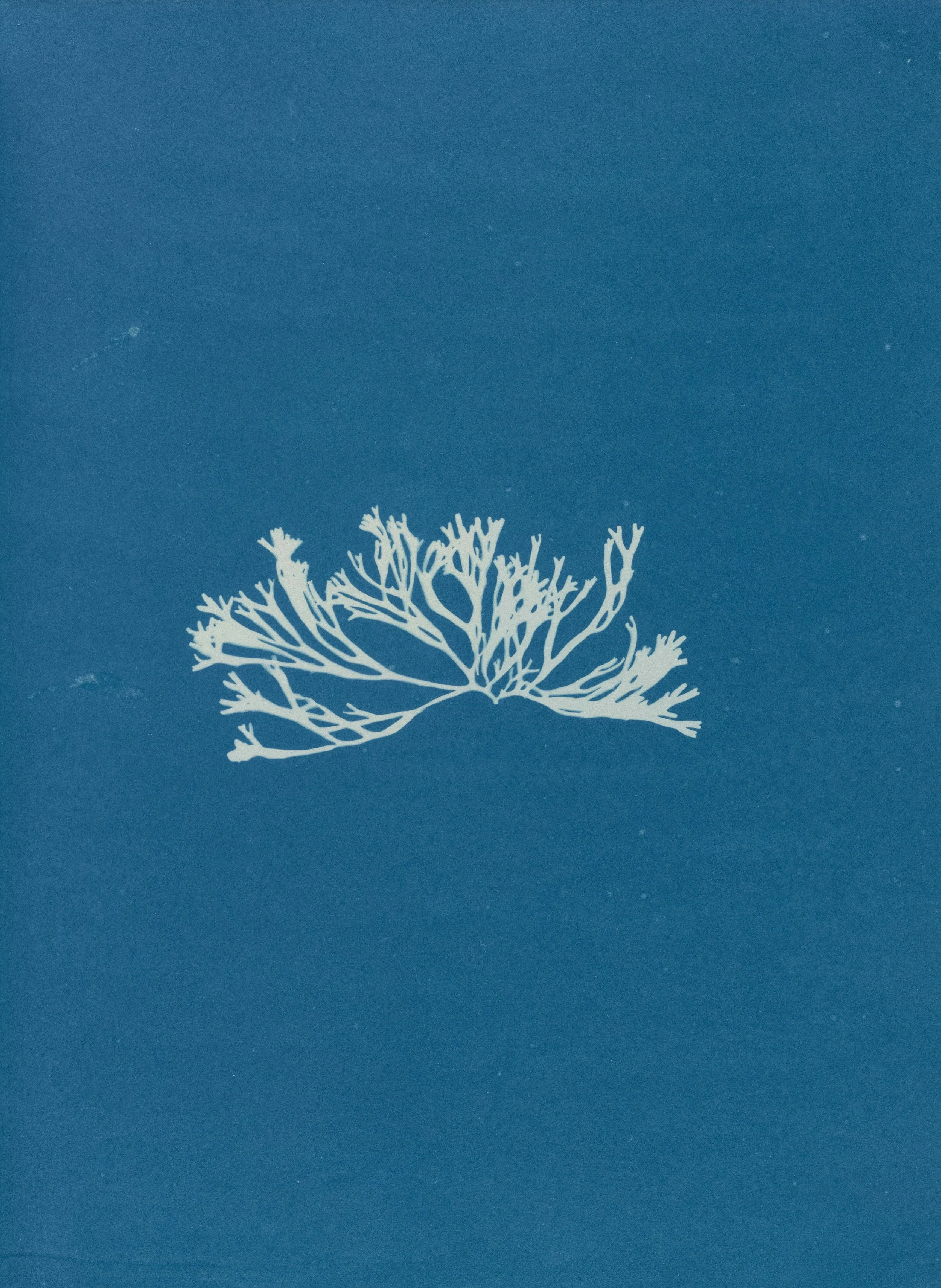 White coral against a blue background.