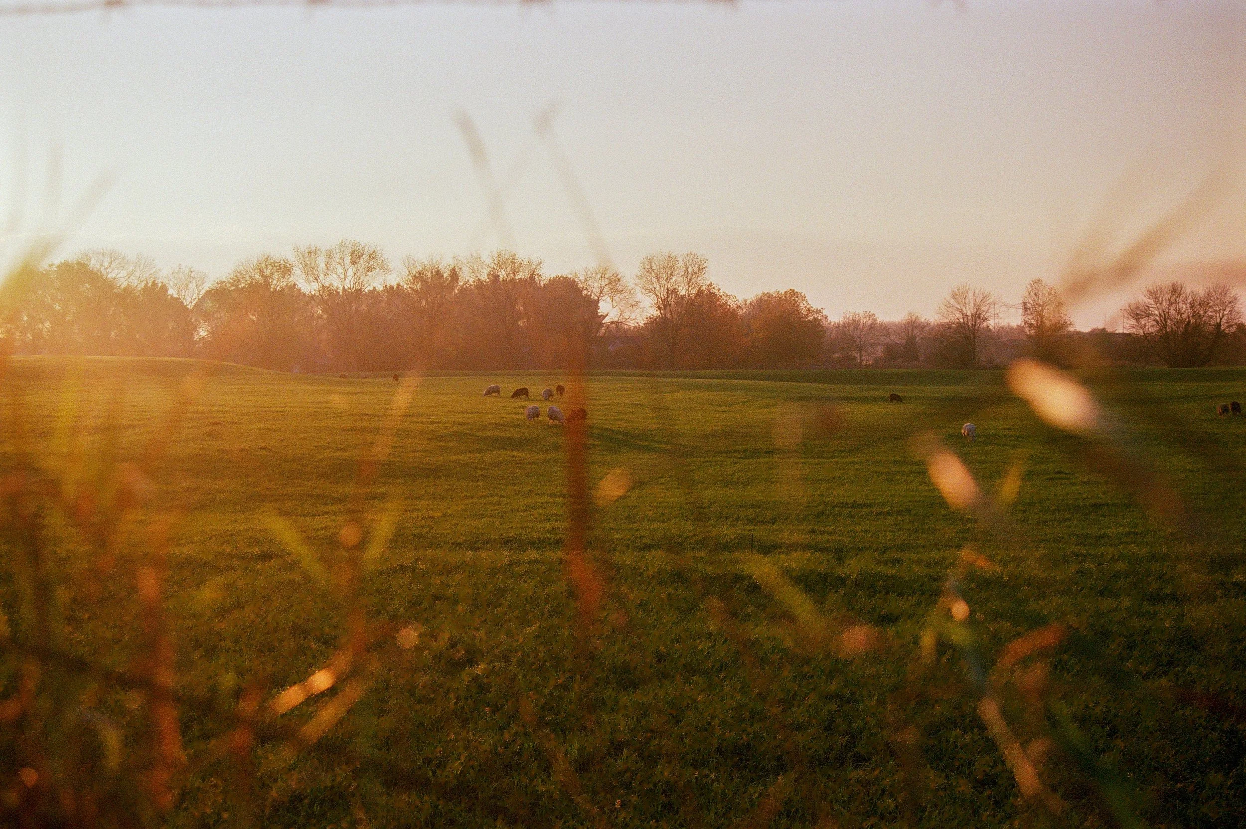 A rural landscape at sunset with a green field, sheep grazing, and trees in the background, partially obscured by out-of-focus foliage in the foreground.