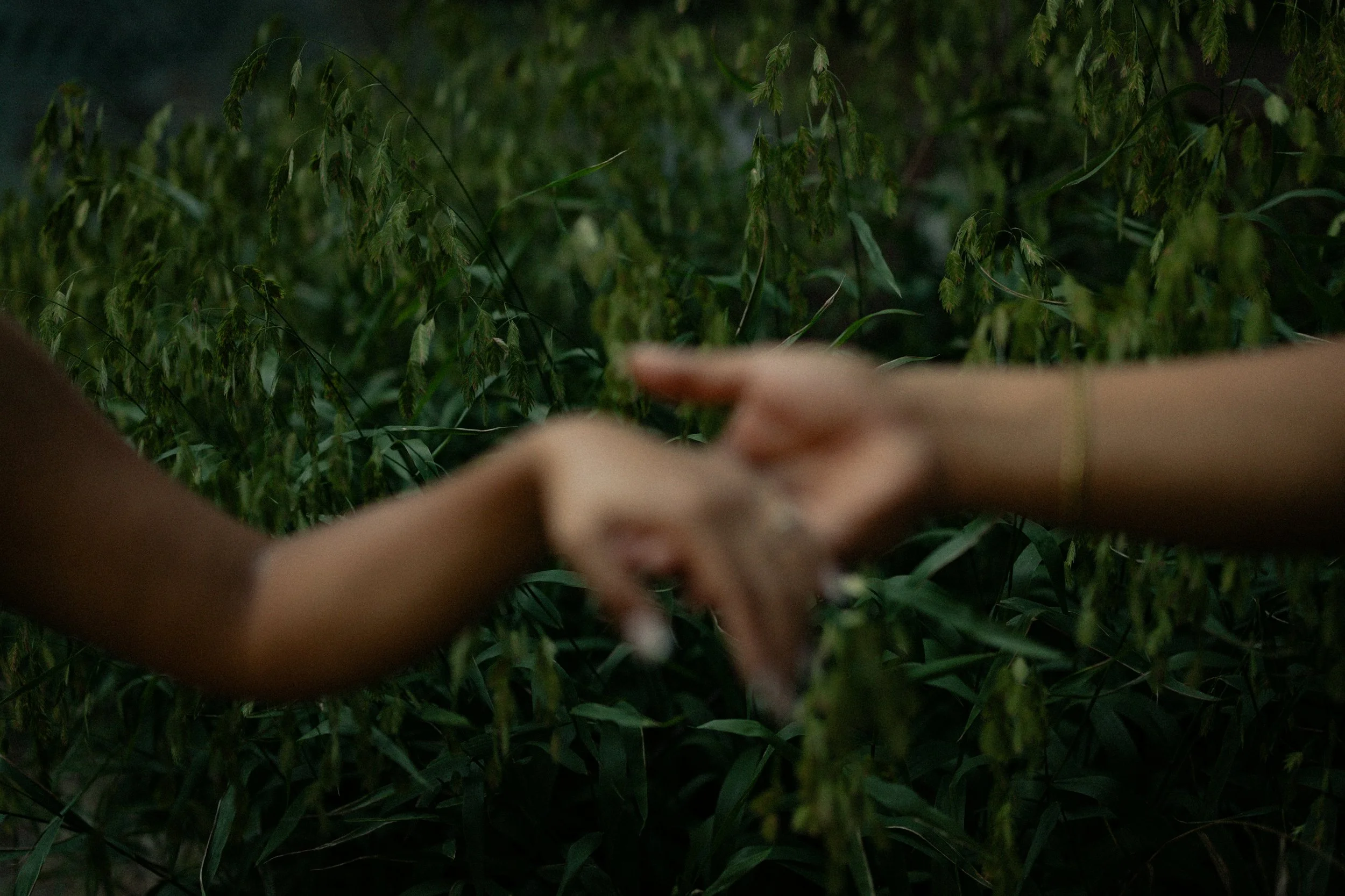 Close-up of a person's hand in the foreground with tall green plants or crops in the background.