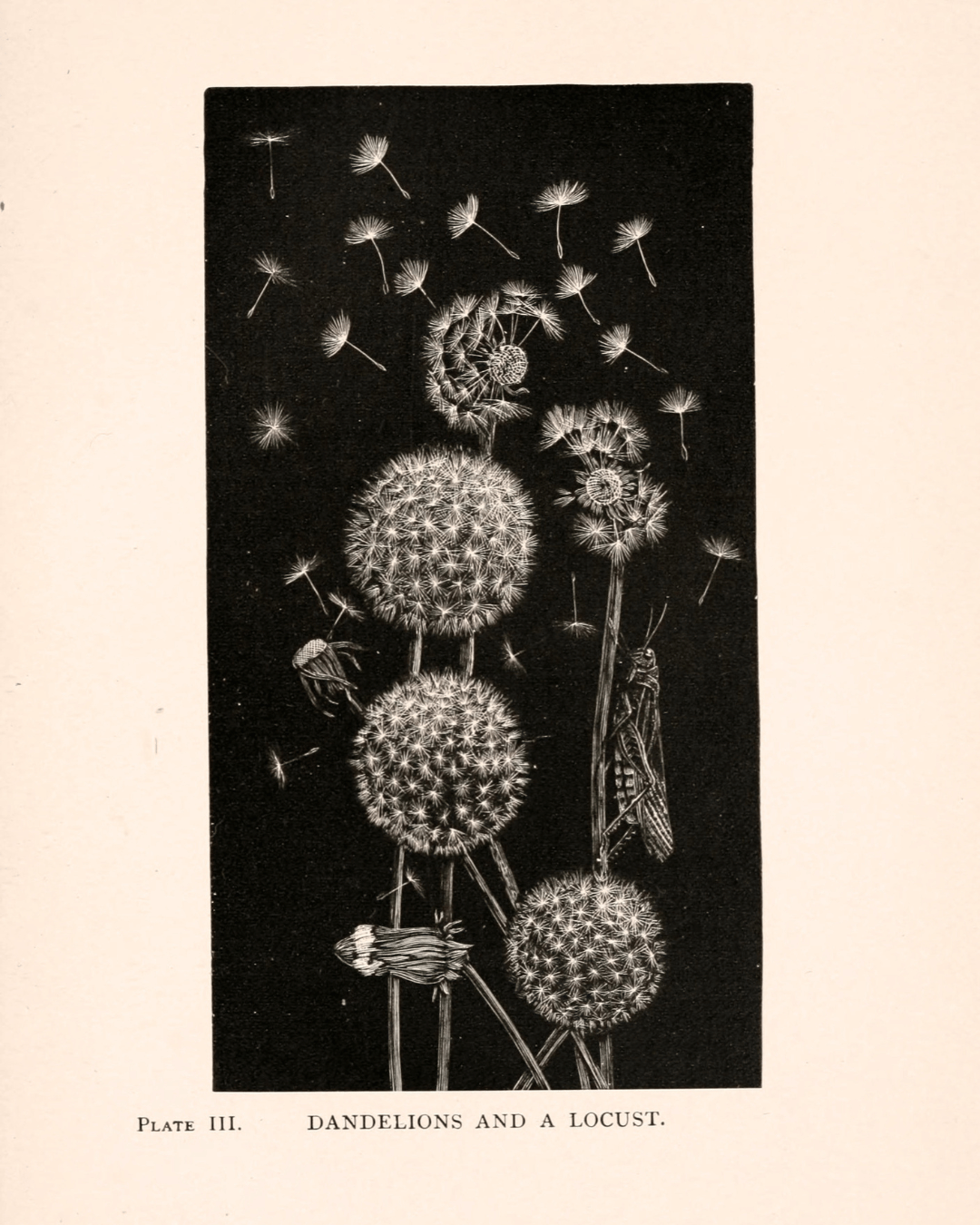 Black and white illustration of dandelions with seeds dispersing and a locust on the stem, titled 'Plate III. Dandelions and a Locust'.
