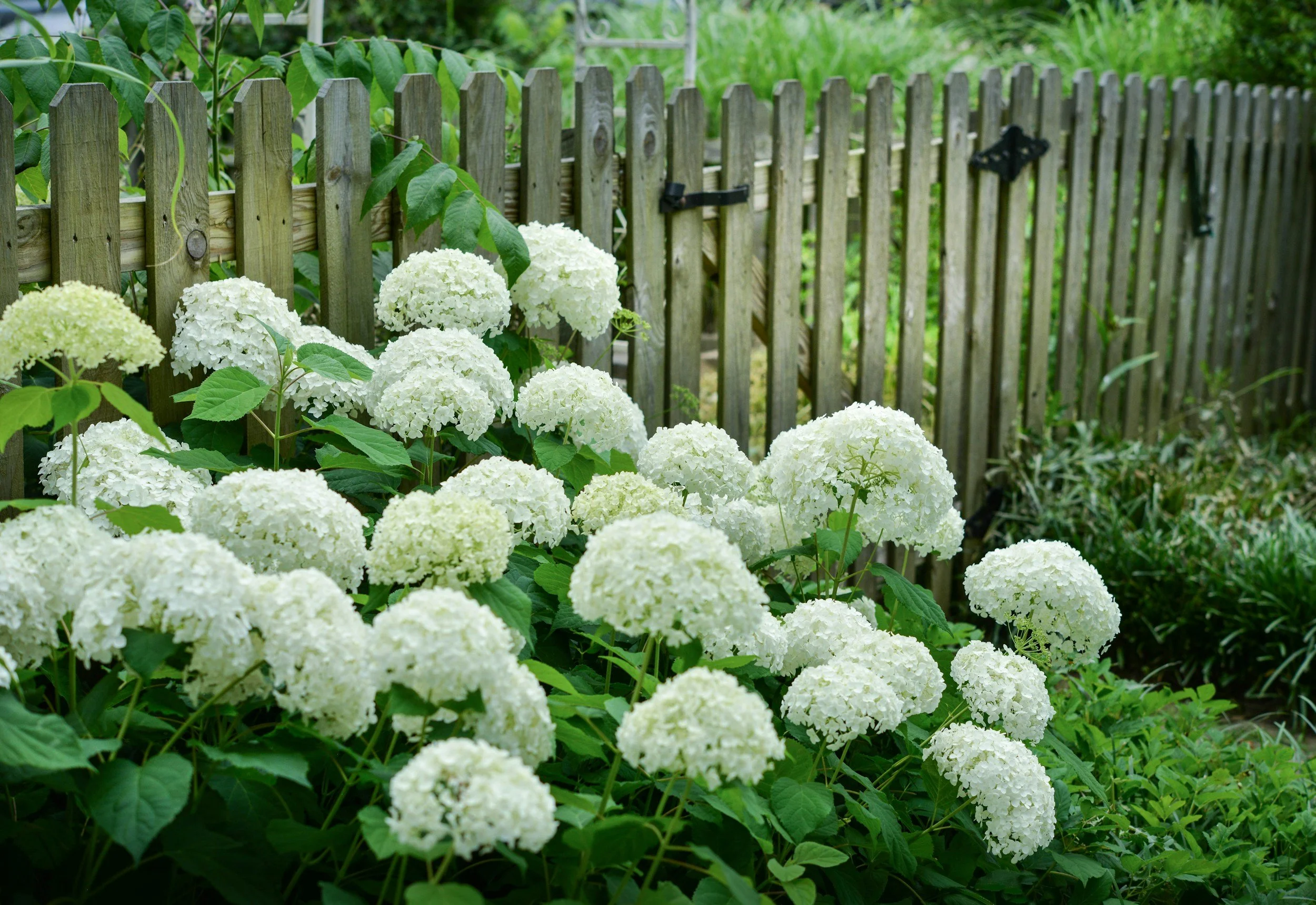 White hydrangea flowers growing along a wooden fence in a garden.