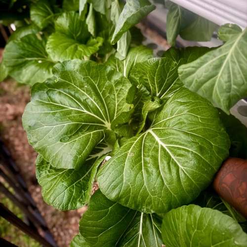 Close-up of green leafy vegetable plant growing in soil.