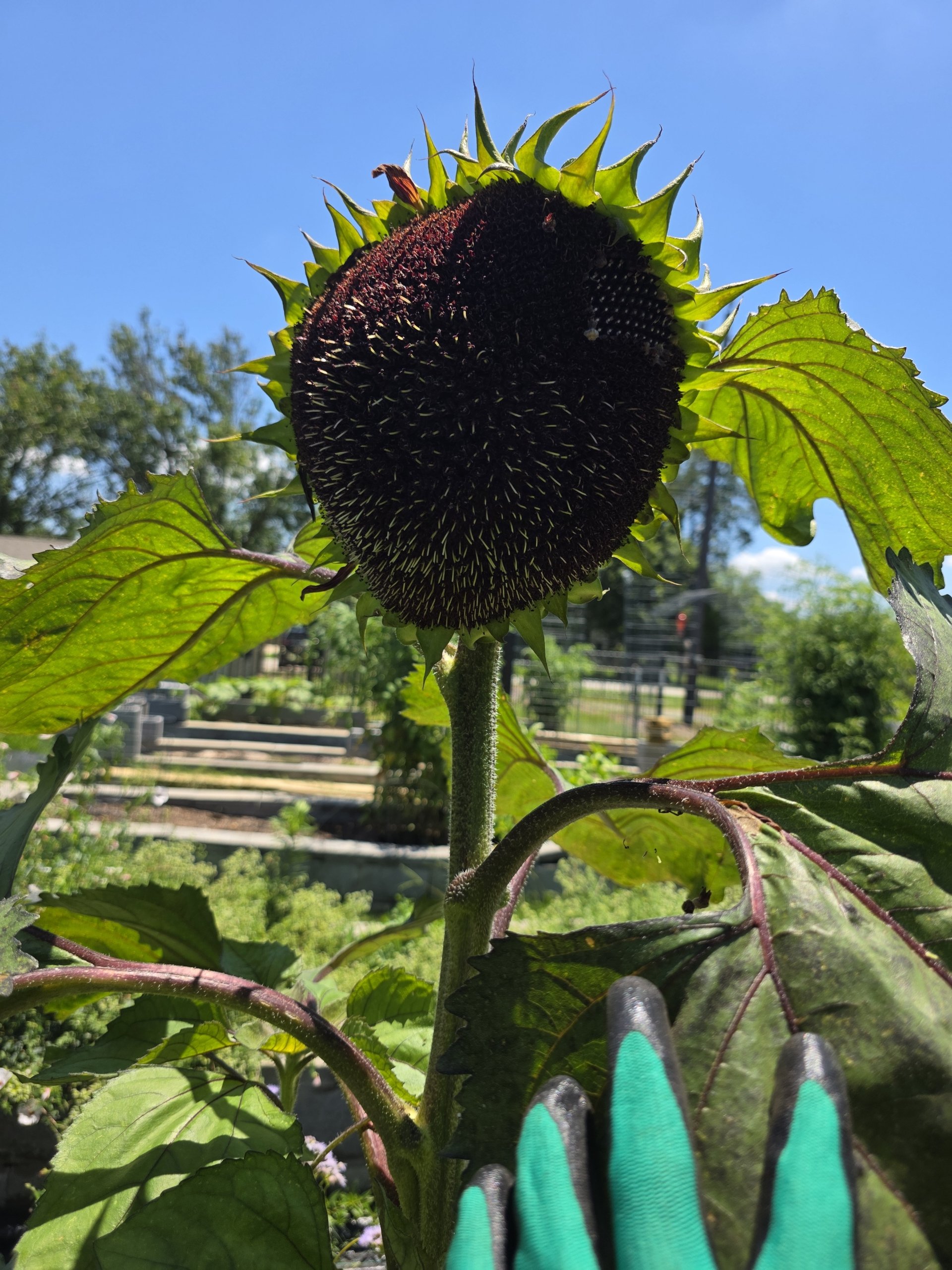 Close-up of a sunflower with a dark center and green petals, taken from below against a blue sky. A person's hand with teal and black gloves is visible at the bottom of the image.