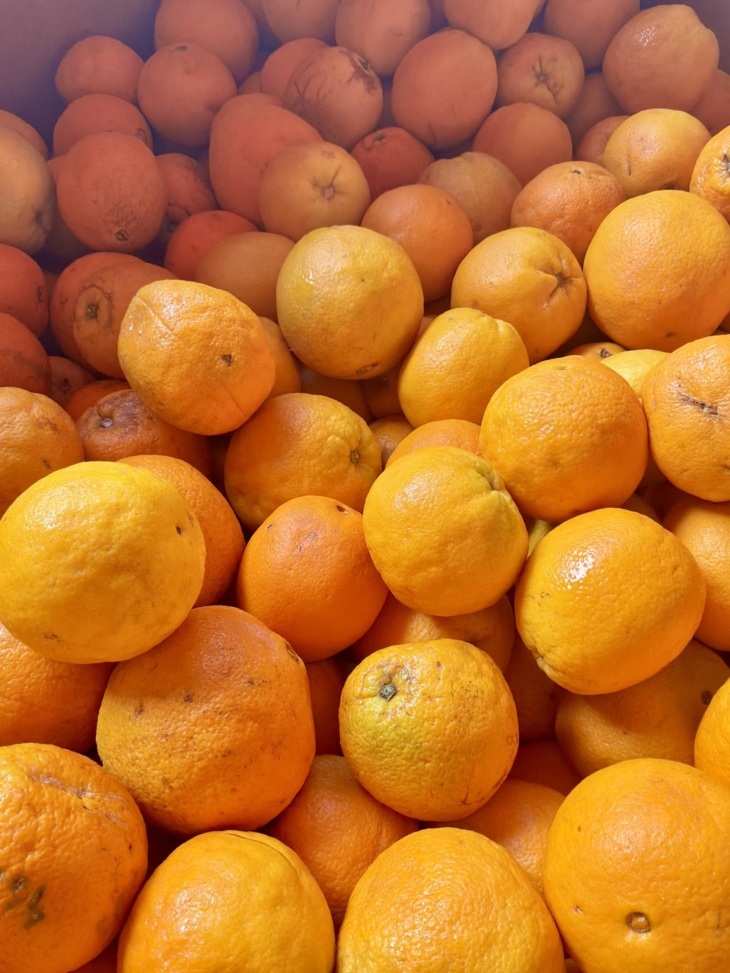 A large pile of oranges, some with blemishes and varying in size and color.