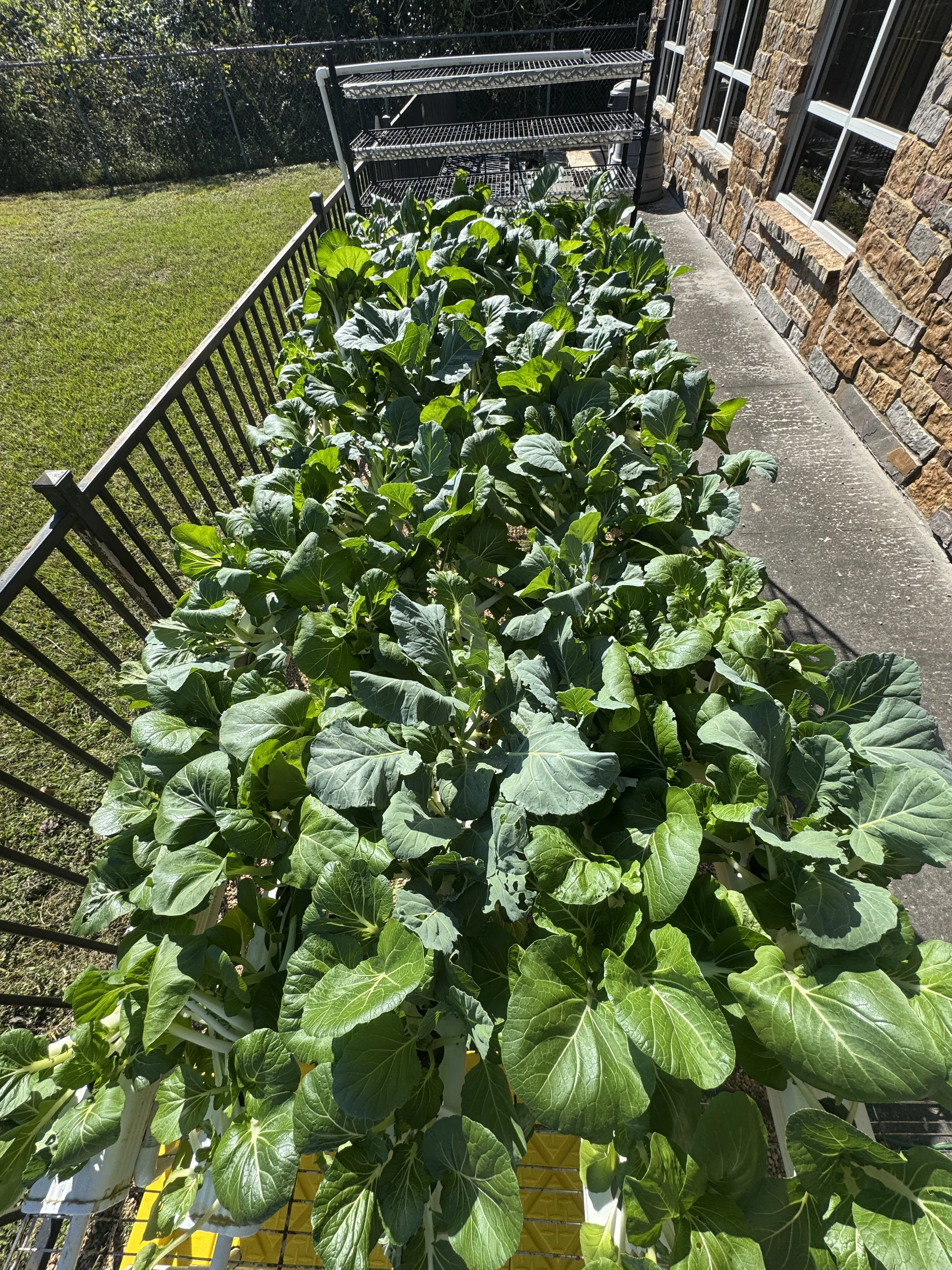 Green leafy plants growing in a garden bed next to a brick house wall, with a metal rack in the background and a black fence enclosing the yard.