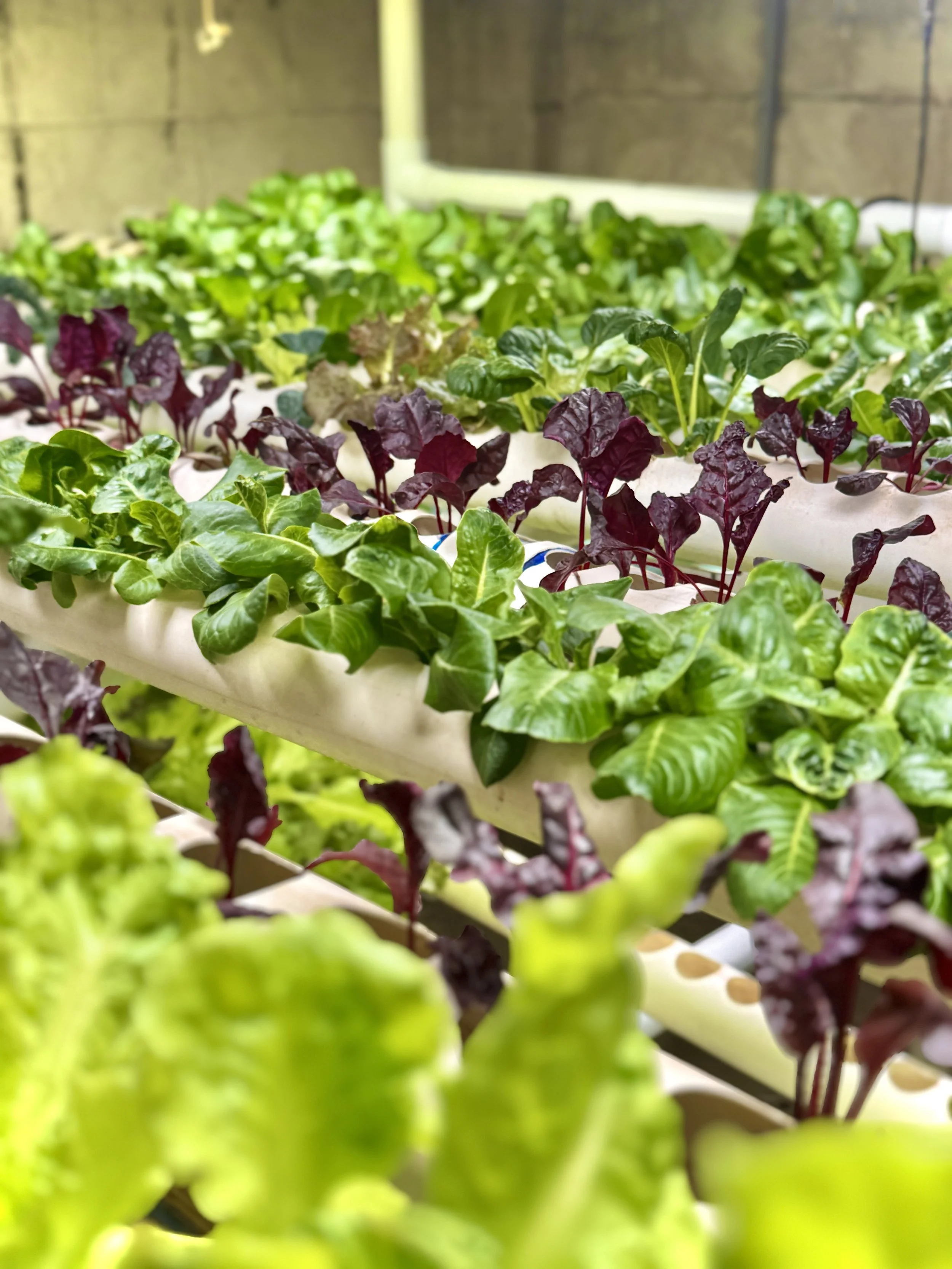 Close-up view of green and purple leafy plants growing in a hydroponic farm setup.