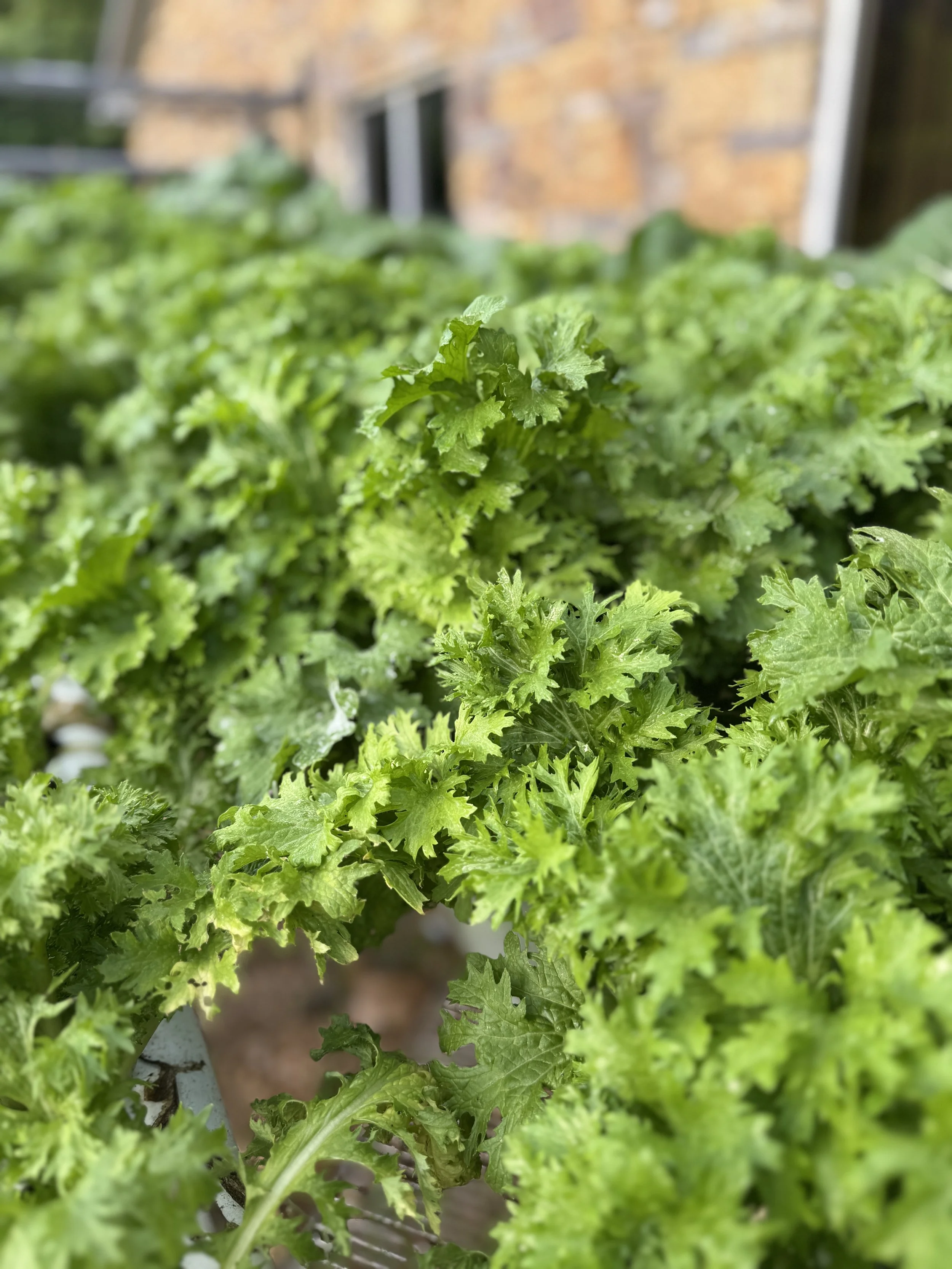 Close-up of lush green lettuce plants growing in a garden.