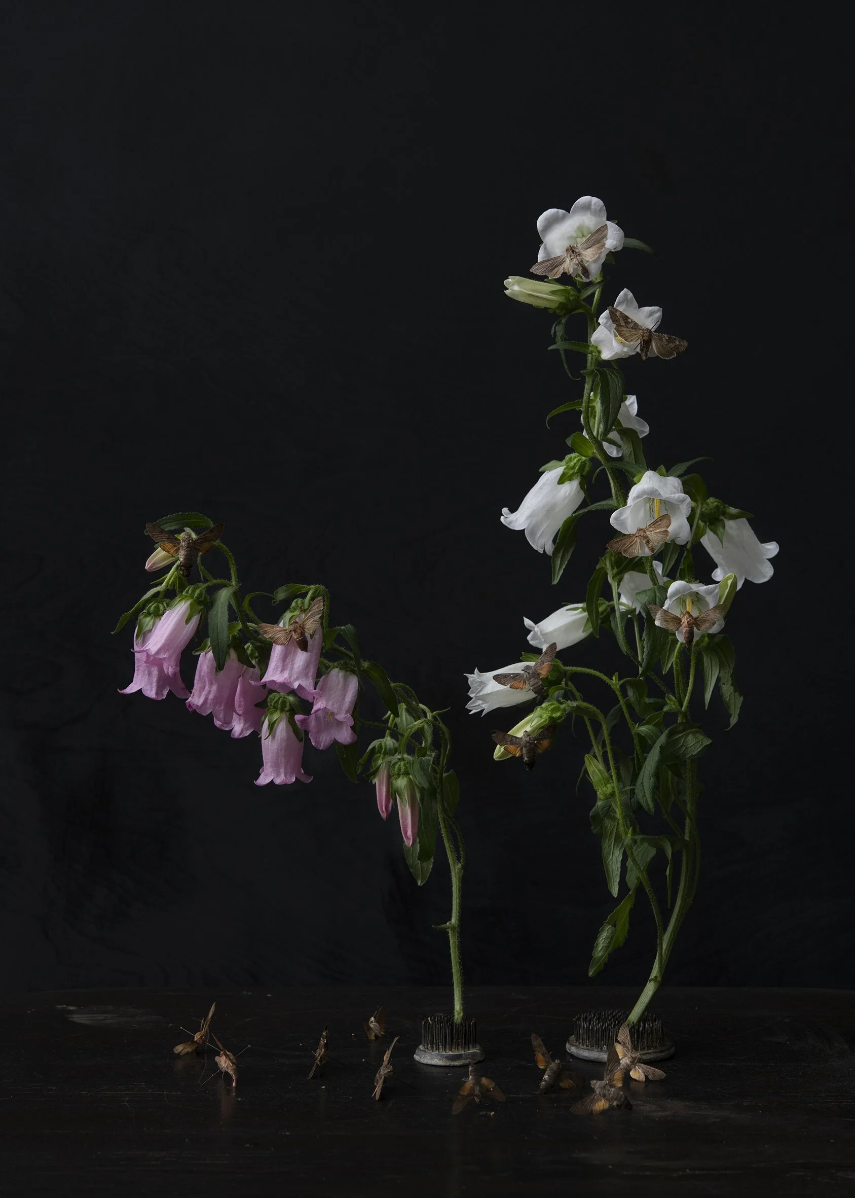  Canterbury Bells with Moths, 2024