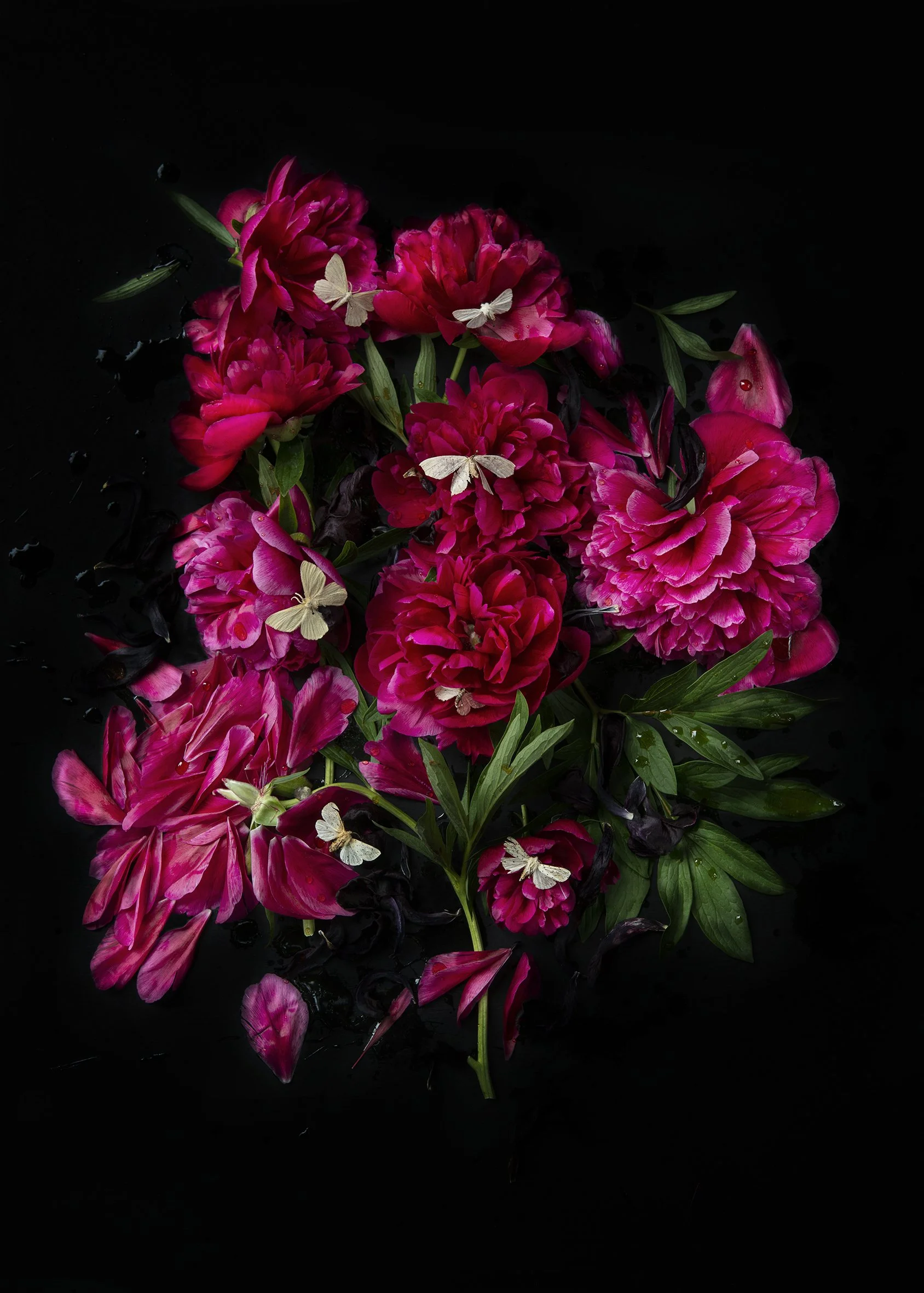 Peonies and Dead Butterflies, 2022