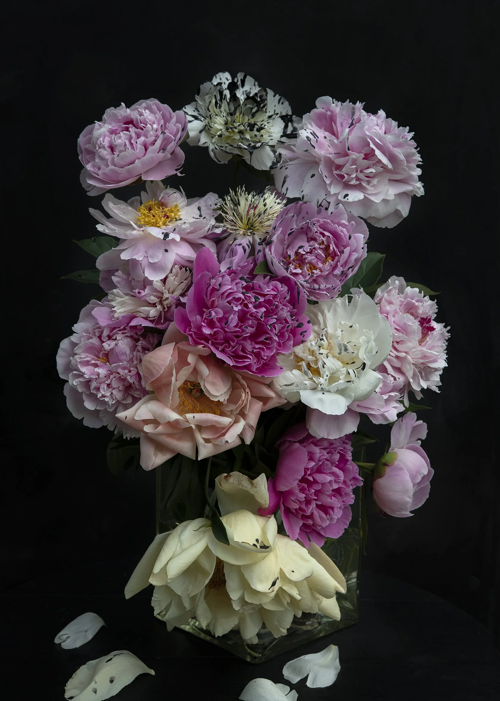 Peonies with Black Drops, 2022