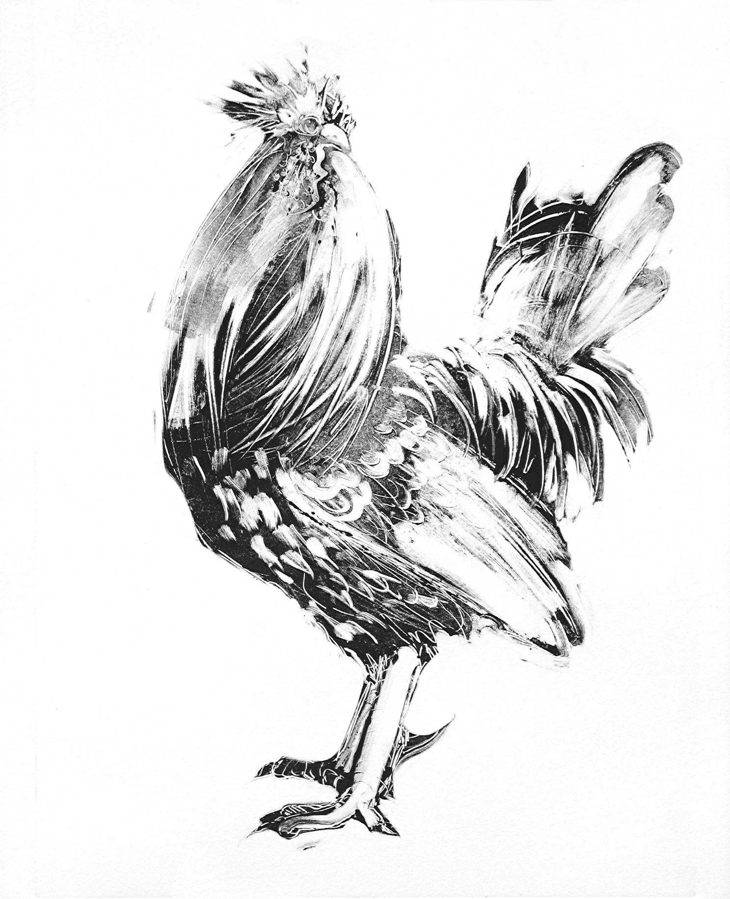 Rooster, monoprint, 30 x 22 in