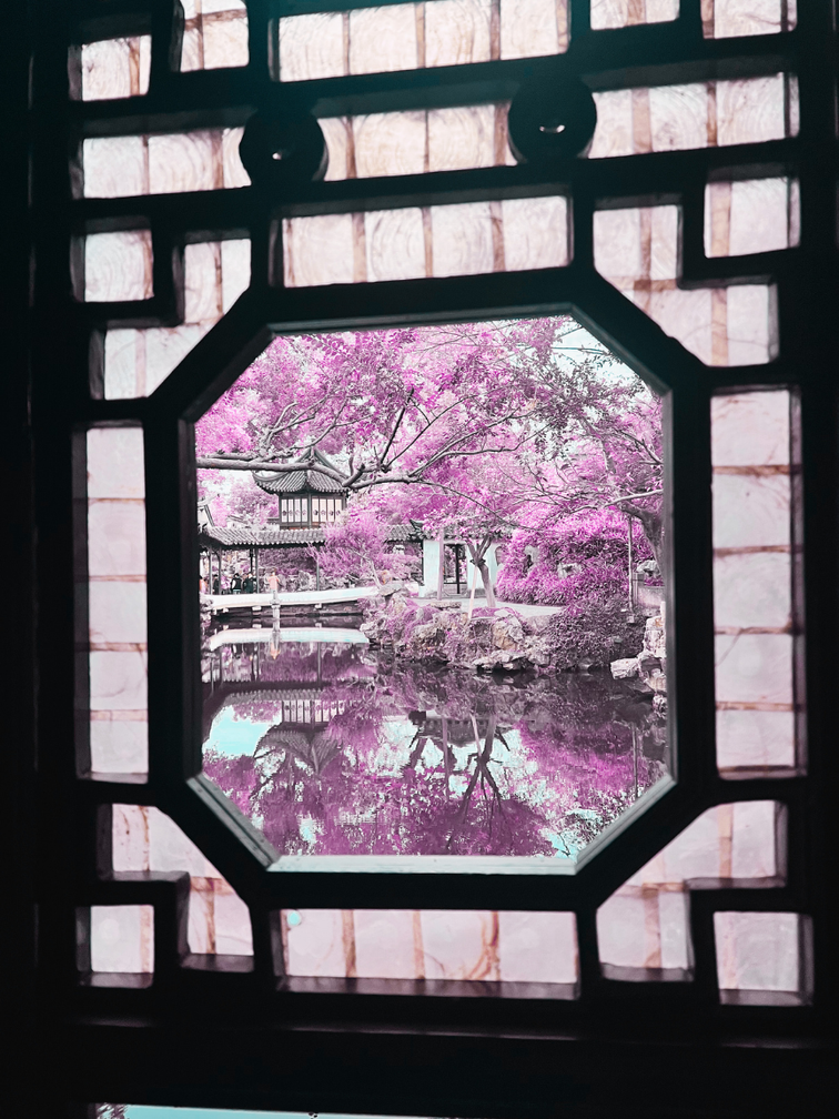 Vista de un jardín con árboles de flor rosa, un estanque y una estructura tradicional china, vista a través de una ventana de madera decorativa.