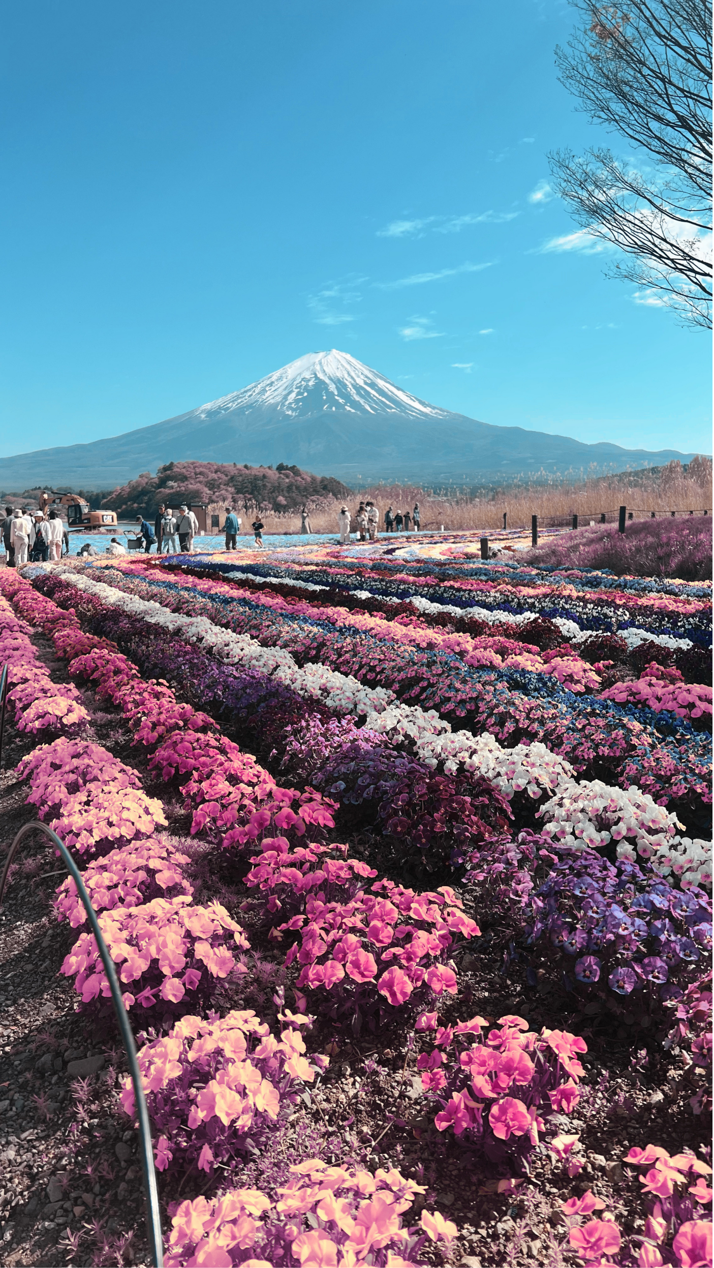 Jardín de flores coloridas con el volcán Fuji de fondo, cielo azul, y varios visitantes disfrutando del paisaje.