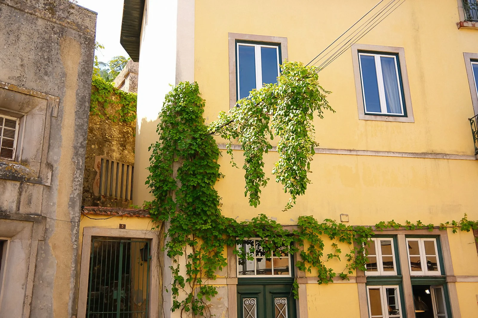 Yellow building with green window frames, green door, and climbing plant with green leaves growing alongside and over the entrance.