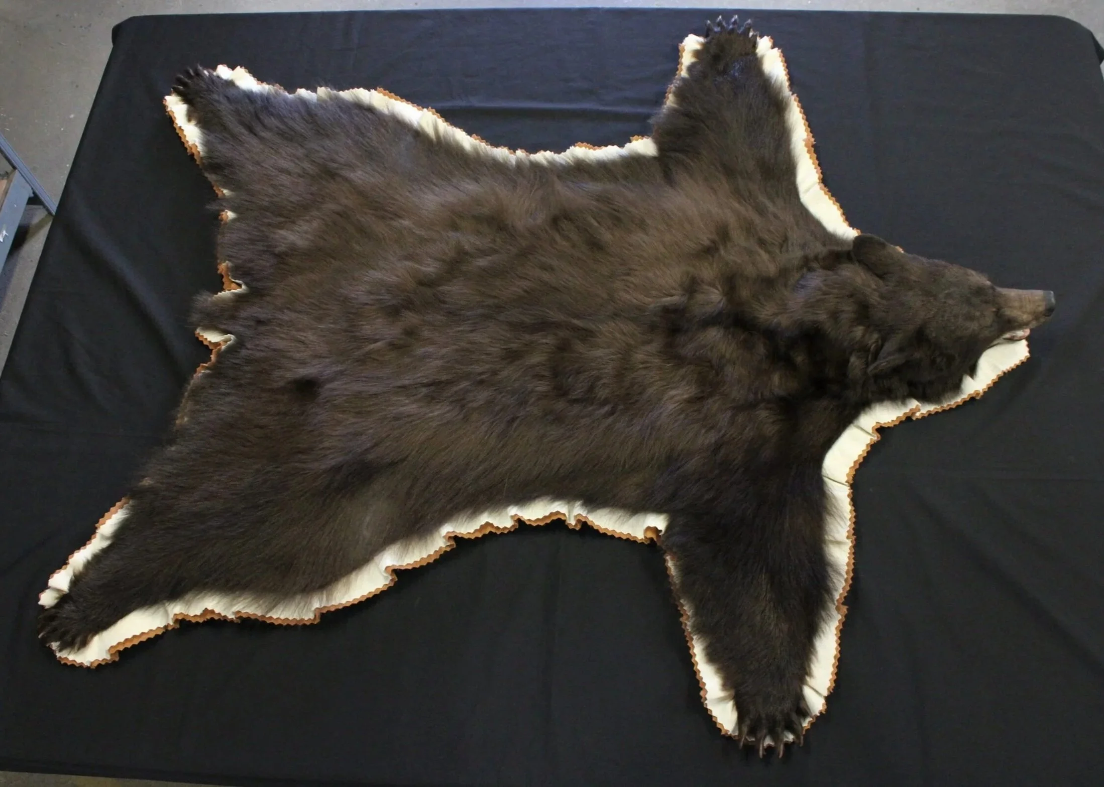 A large bear rug with dark brown fur, mounted on a tan and white felt backing, laid out flat on a black surface.