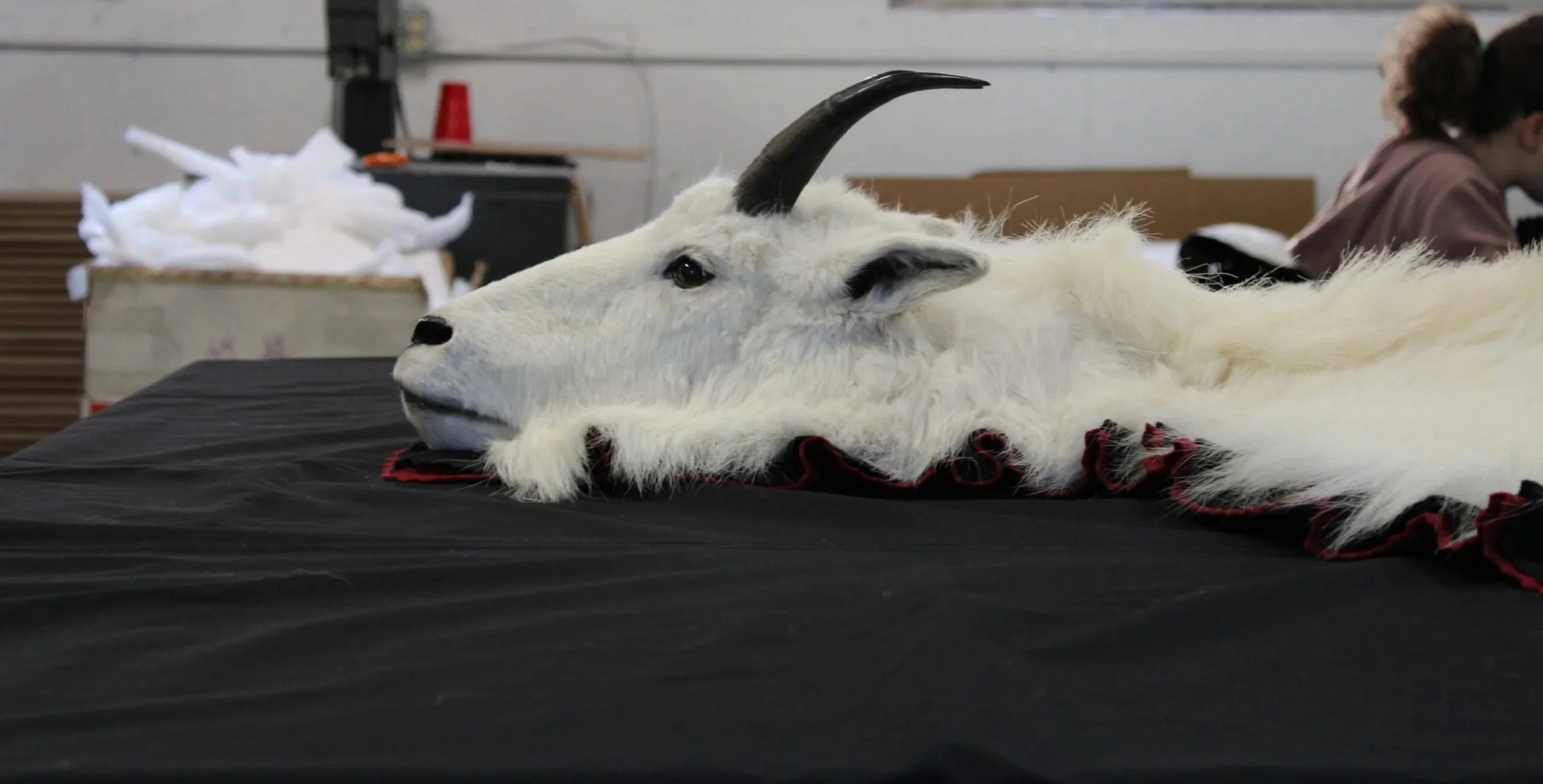 A taxidermy goat head with black horns laid on a black surface in a workshop or studio.