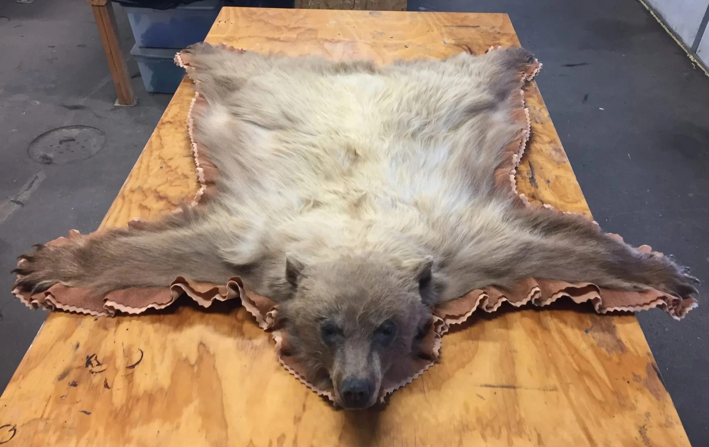 A color phase black bear rug. 