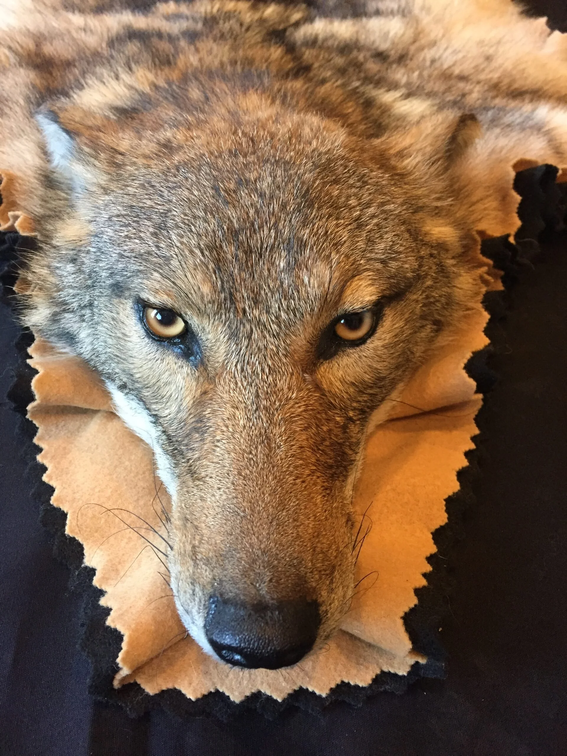 A closed mouth coyote. 