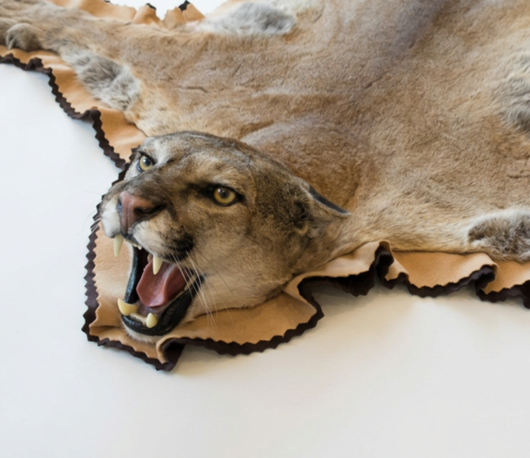 Taxidermy on an open mouth mountain lion.