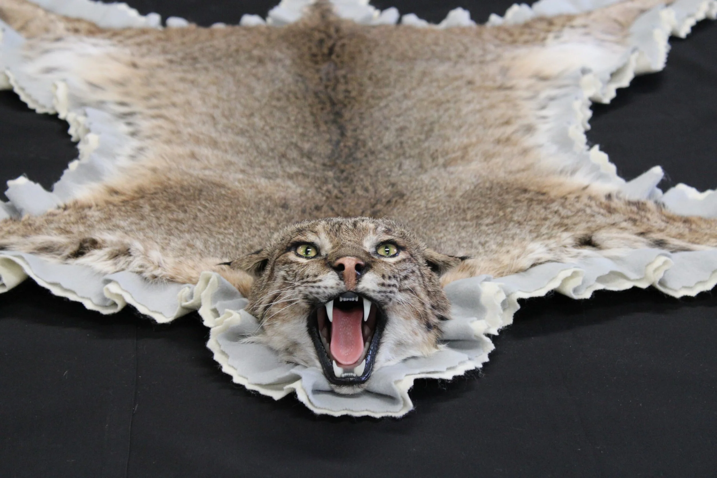 An open mouth bobcat rug with light colored standard felt. 