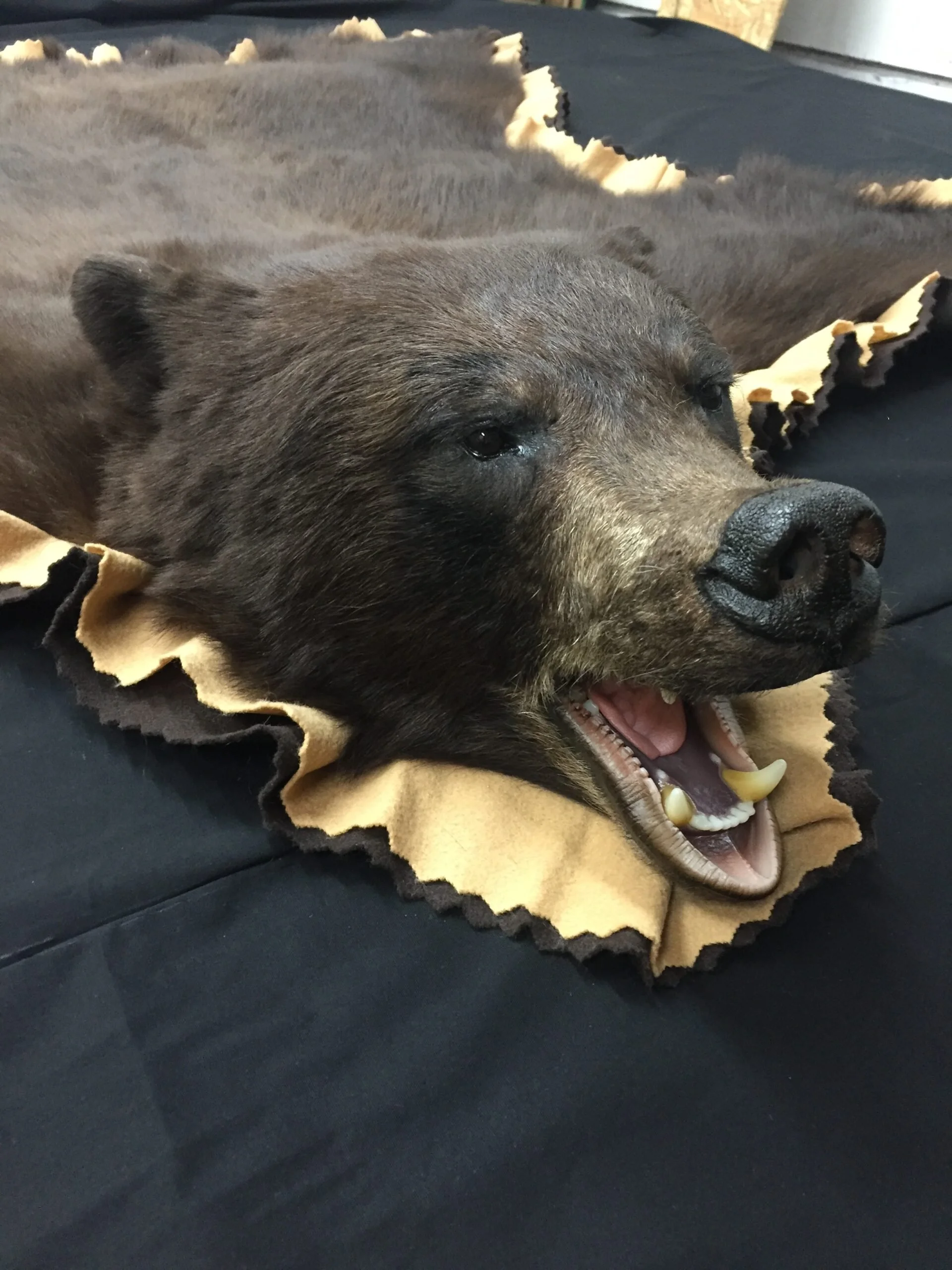 An open mouth black bear rug. 